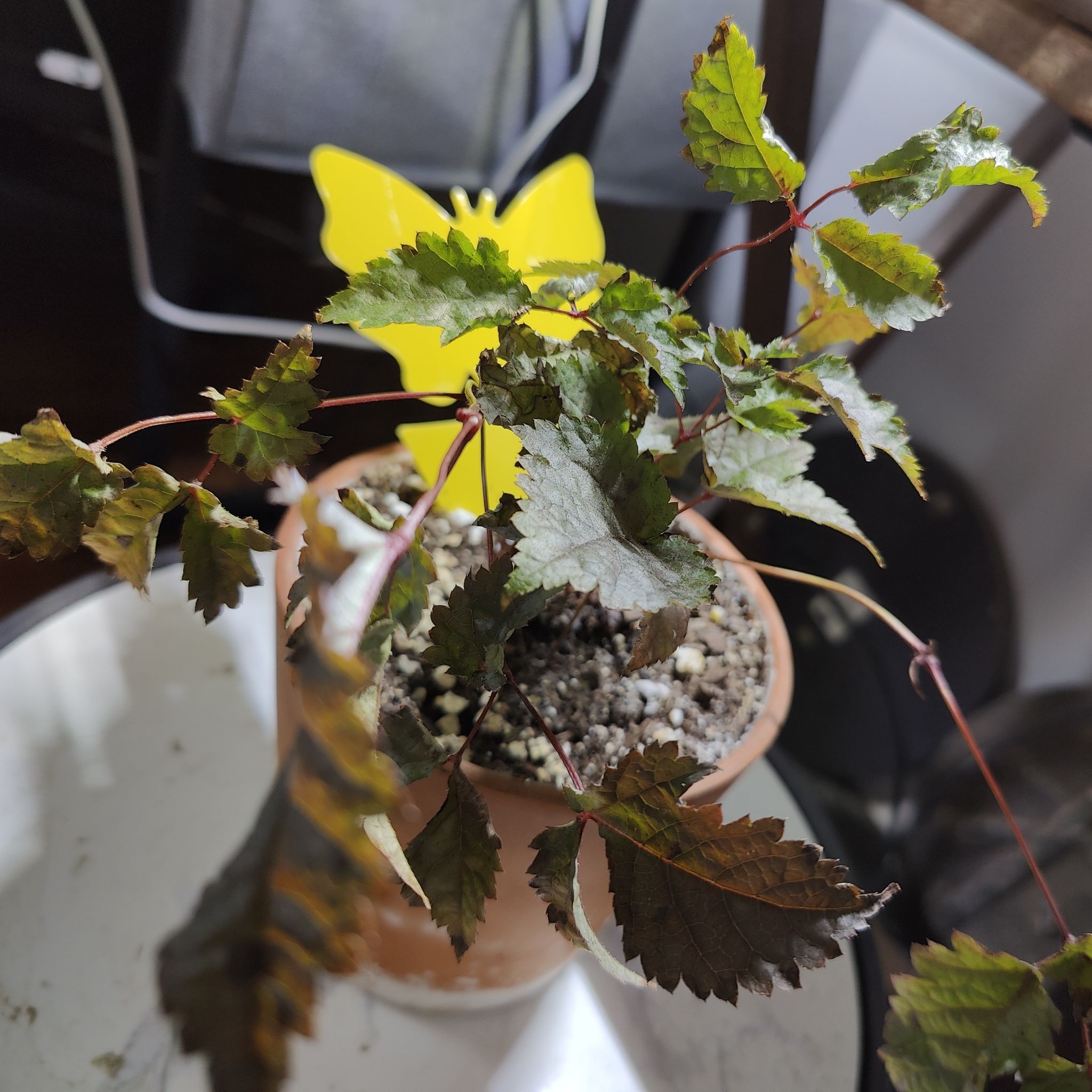 Chocolate Shogun Astilbe