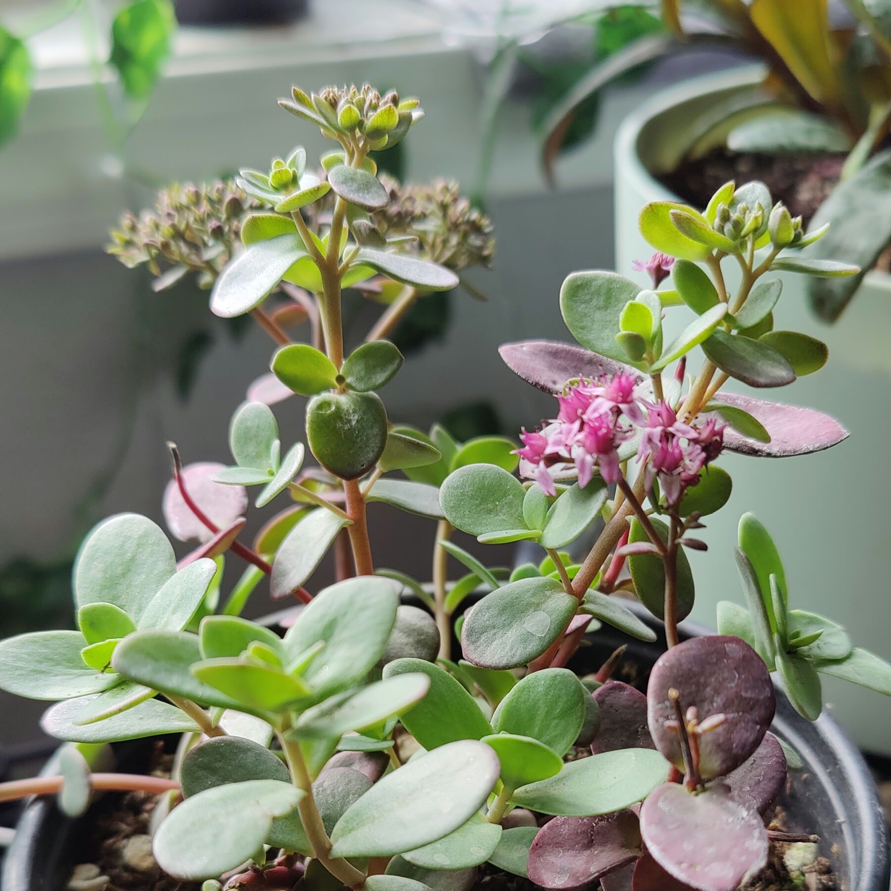 Plant care for sunsparkler wildfire on Greg, the plant care app