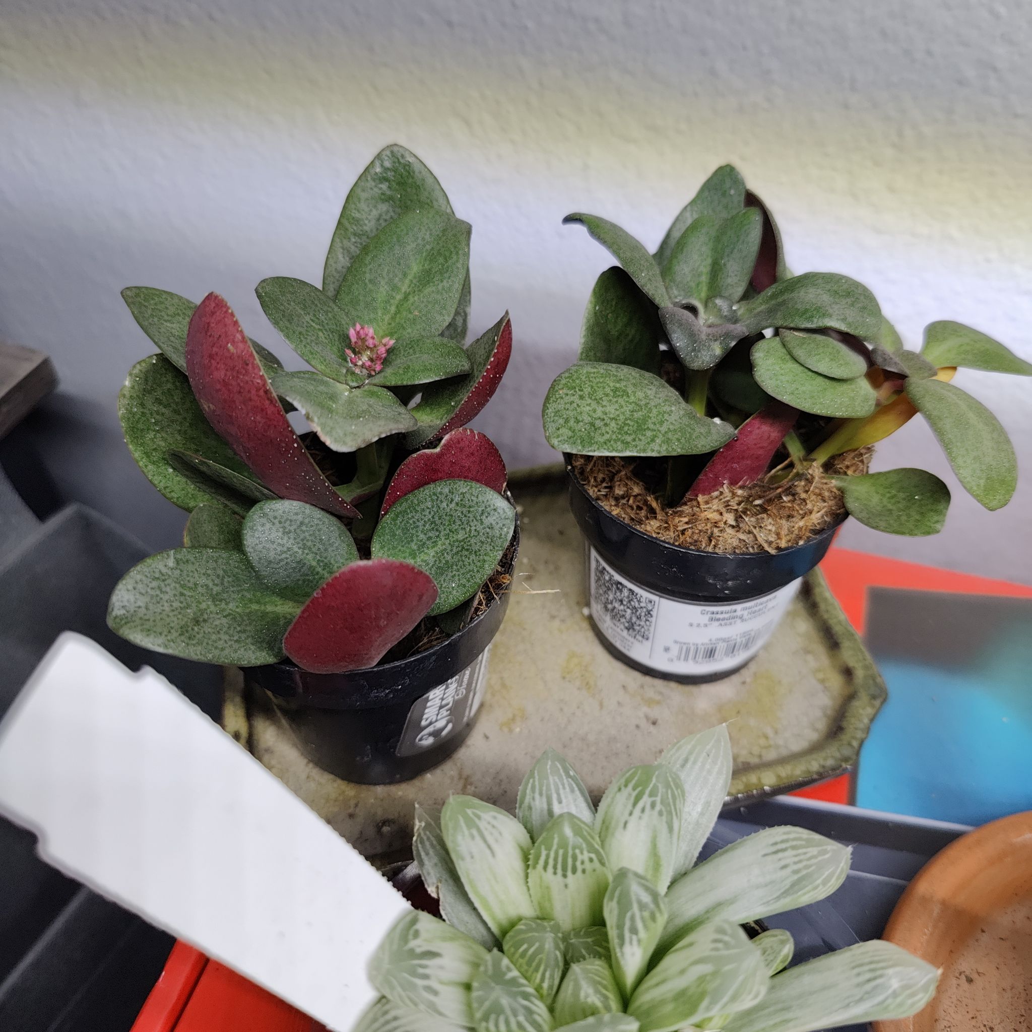 Two healthy Fairy Crassula plants in small pots, one with a flower bud.