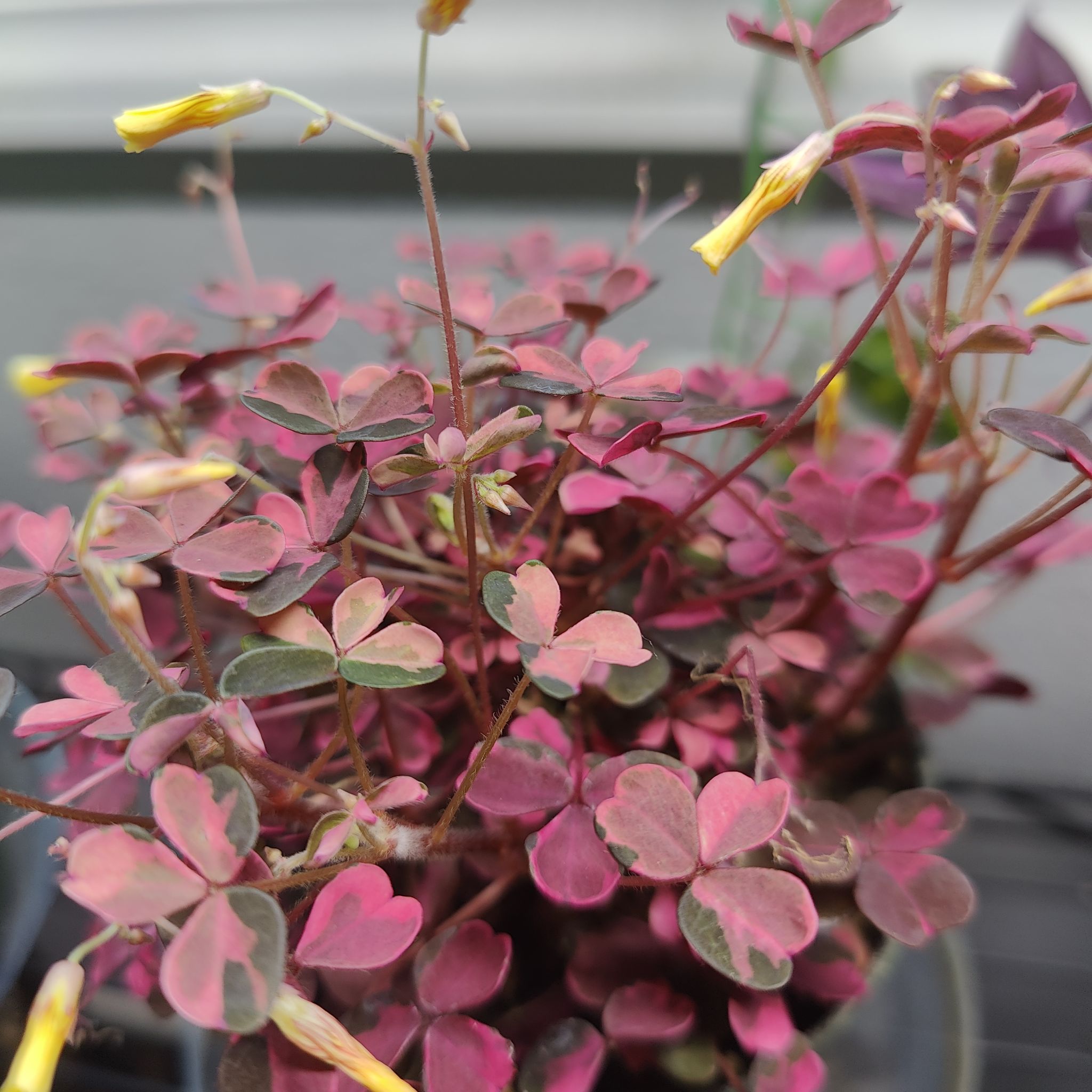 Creeping Woodsorrel plant with red and green leaves and yellow flowers.