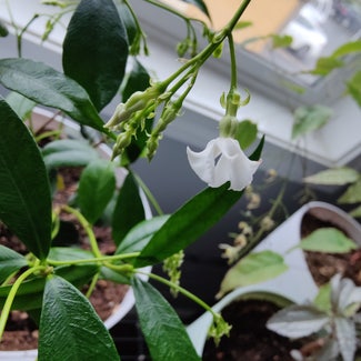 Star Jasmine plant in Newberg, Oregon