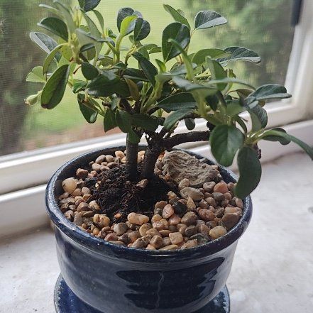 Photo of the plant species Bearberry Cotoneaster by @MyrskyCeleste named Persephone on Greg, the plant care app