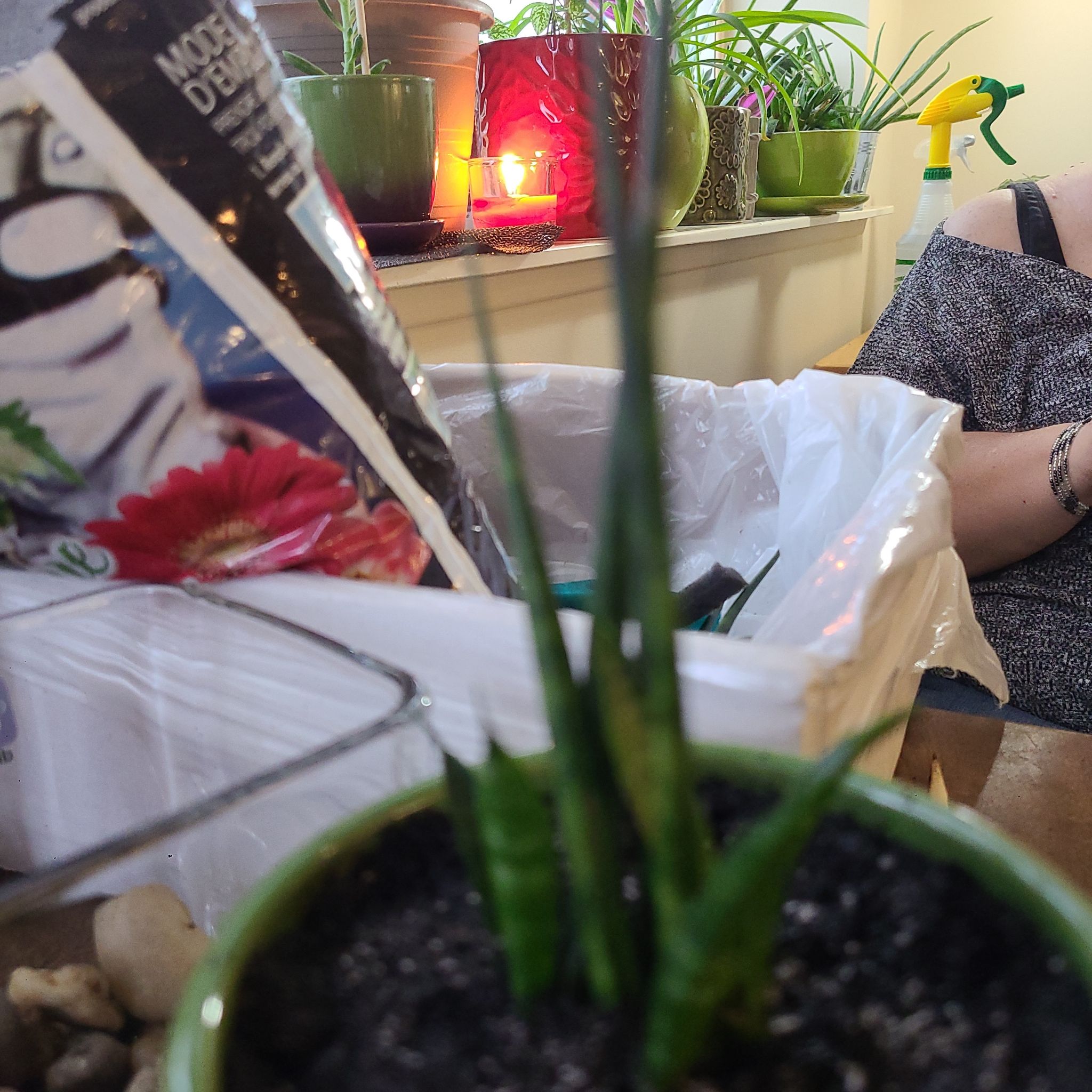 Sansevieria 'Frozen' plant in a pot with visible soil, surrounded by household items and other plants.