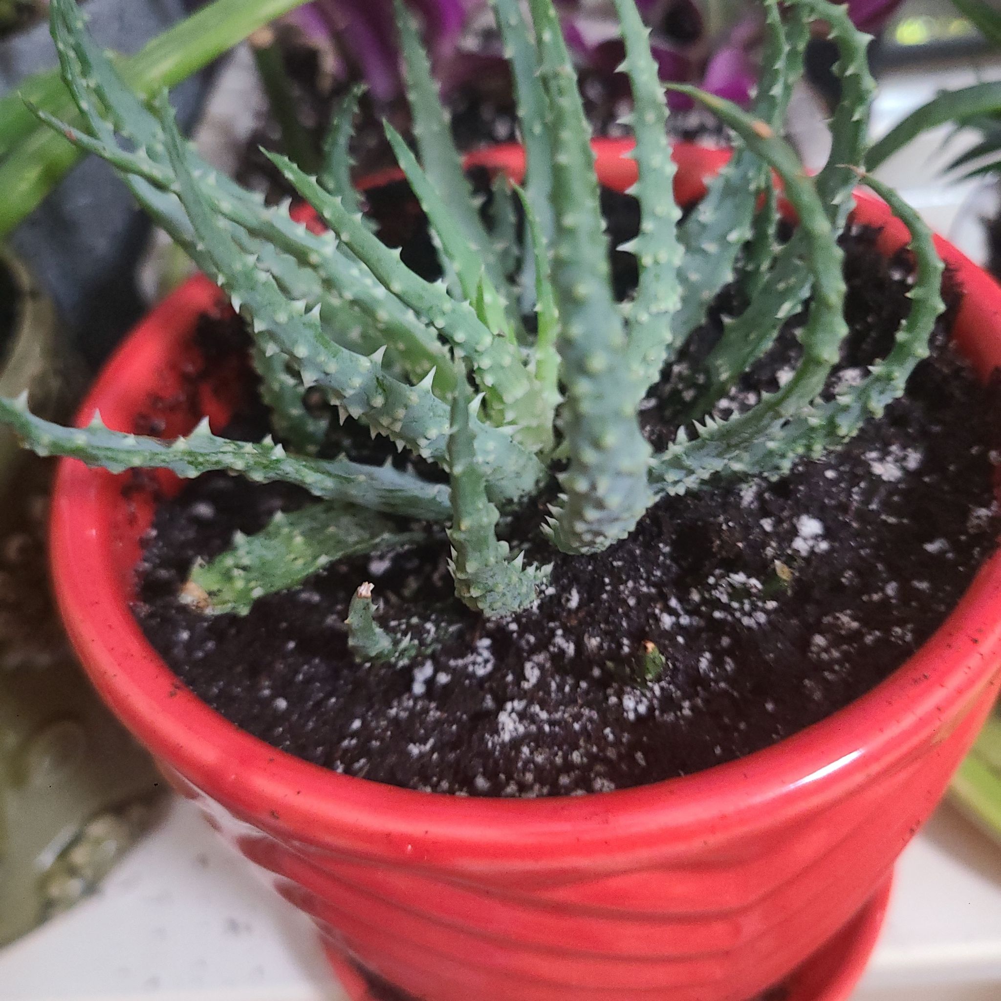 Photo of the plant species Aloe humilis x erinacea by @JovialGarlic named Spike on Greg, the plant care app
