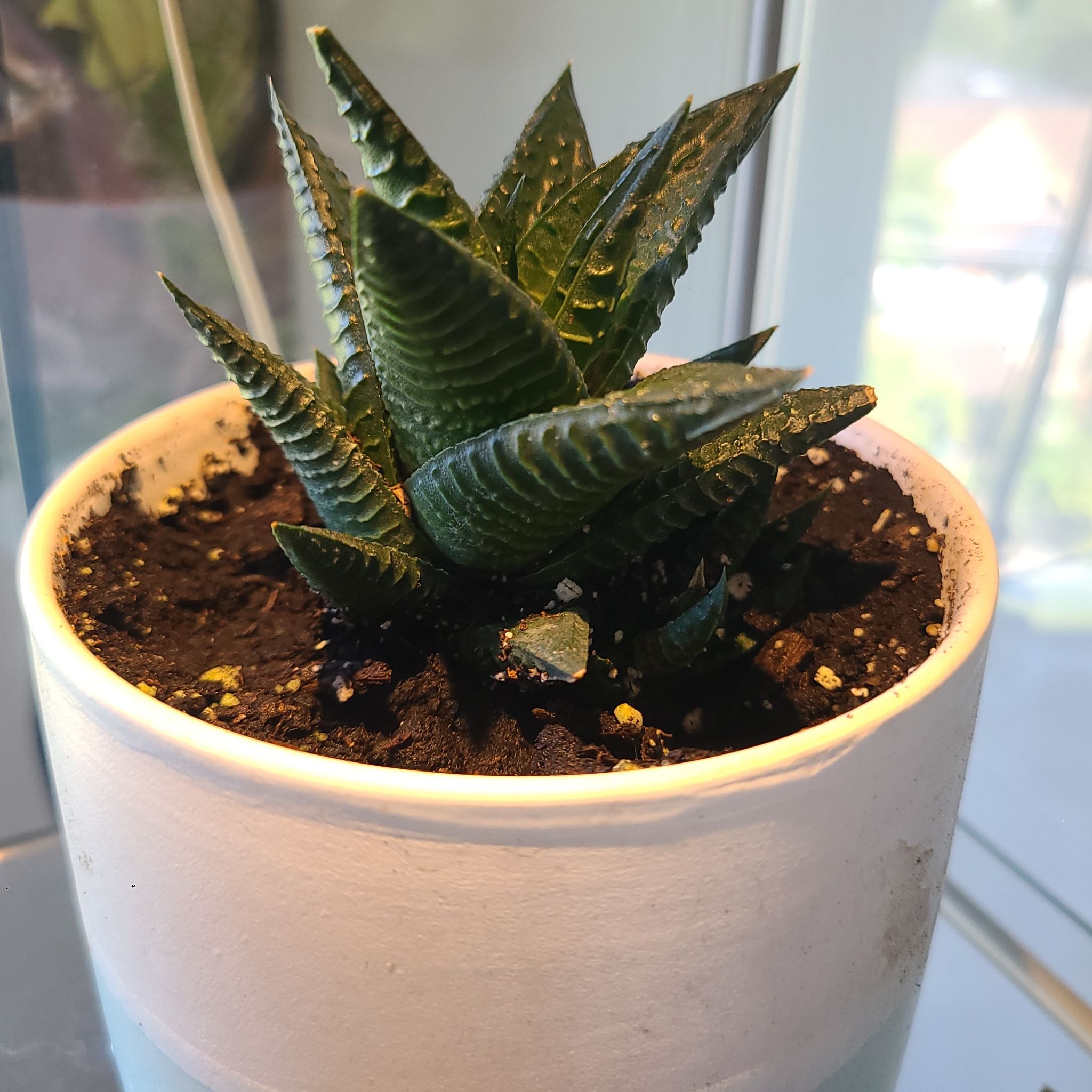 Photo of the plant species Hawothiopsis limifolia 'Green Knight' by @JovialGarlic named Points on Greg, the plant care app