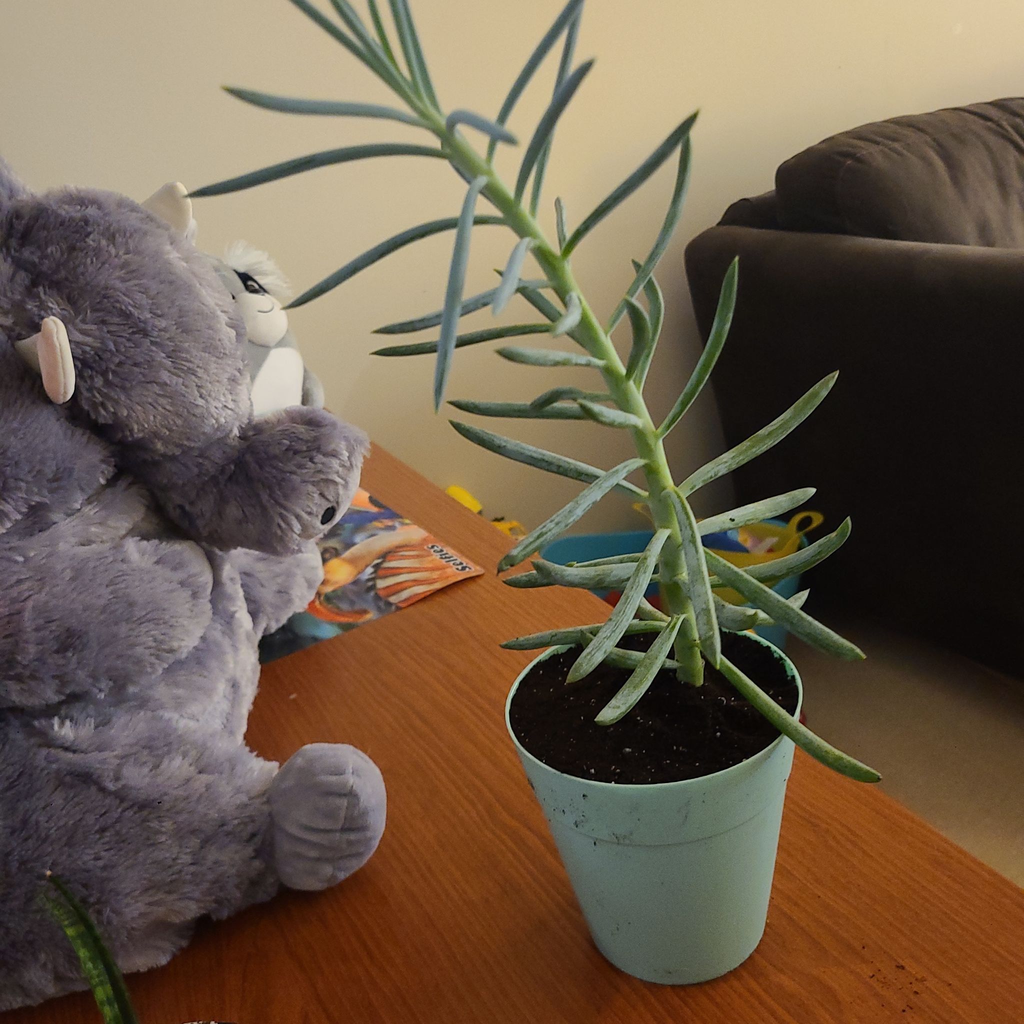 Skyscraper Senecio plant in a small pot on a table, appears healthy.