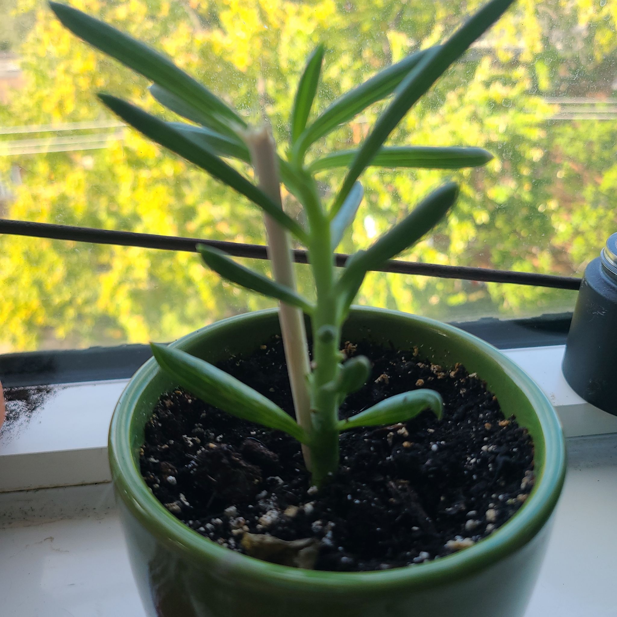 Potted Skyscraper Senecio plant with green succulent leaves in a green pot on a windowsill.