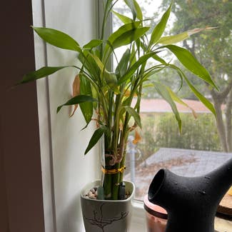 Lucky Bamboo plant in Lakewood Ranch, Florida