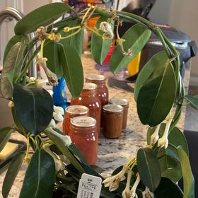 Photo of the plant species Variegated Madagascar Jasmine by @Jnglevibesjnkie named Jasmine on Greg, the plant care app