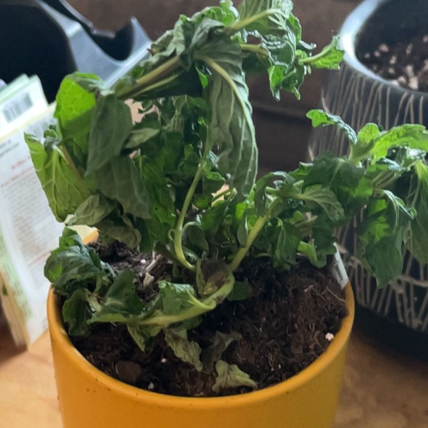 Photo of the plant species Mojito Mint by @Jnglevibesjnkie named Queen on Greg, the plant care app