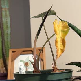 Photo of the plant species Alocasoia Amazonica 'Polly' by @Jnglevibesjnkie named Captain Plant-it on Greg, the plant care app