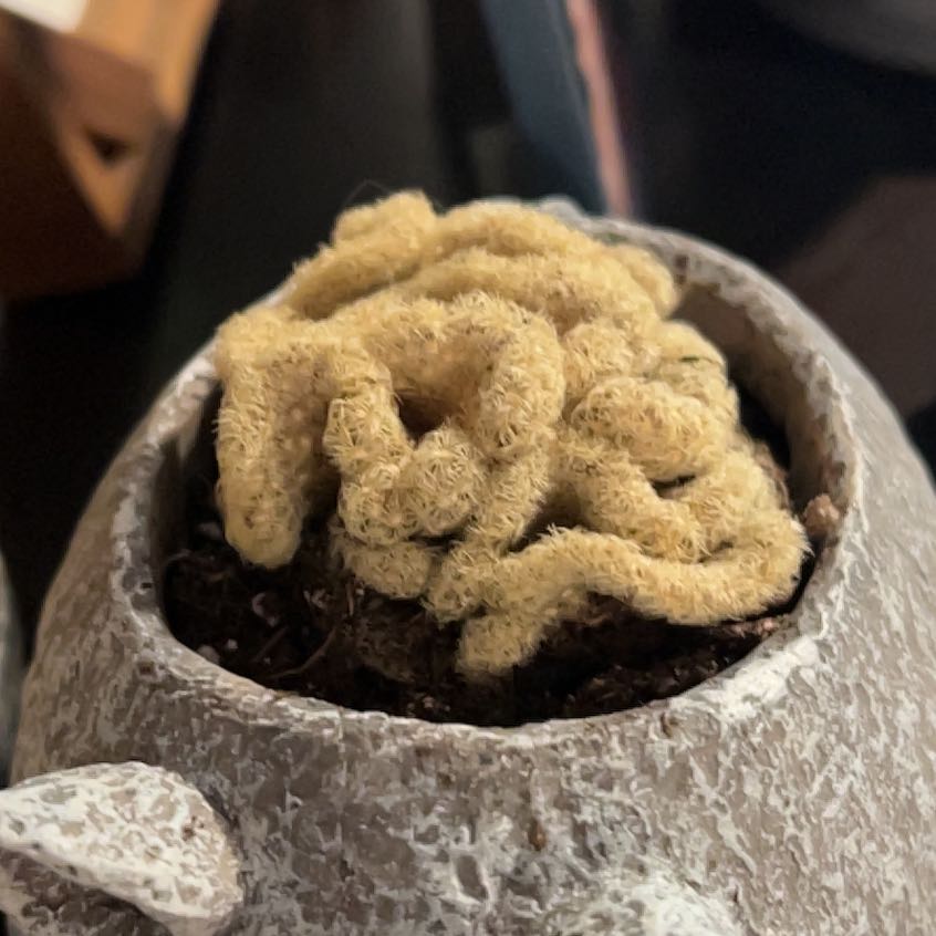 Photo of the plant species Brain Cactus by @Jnglevibesjnkie named Binky on Greg, the plant care app
