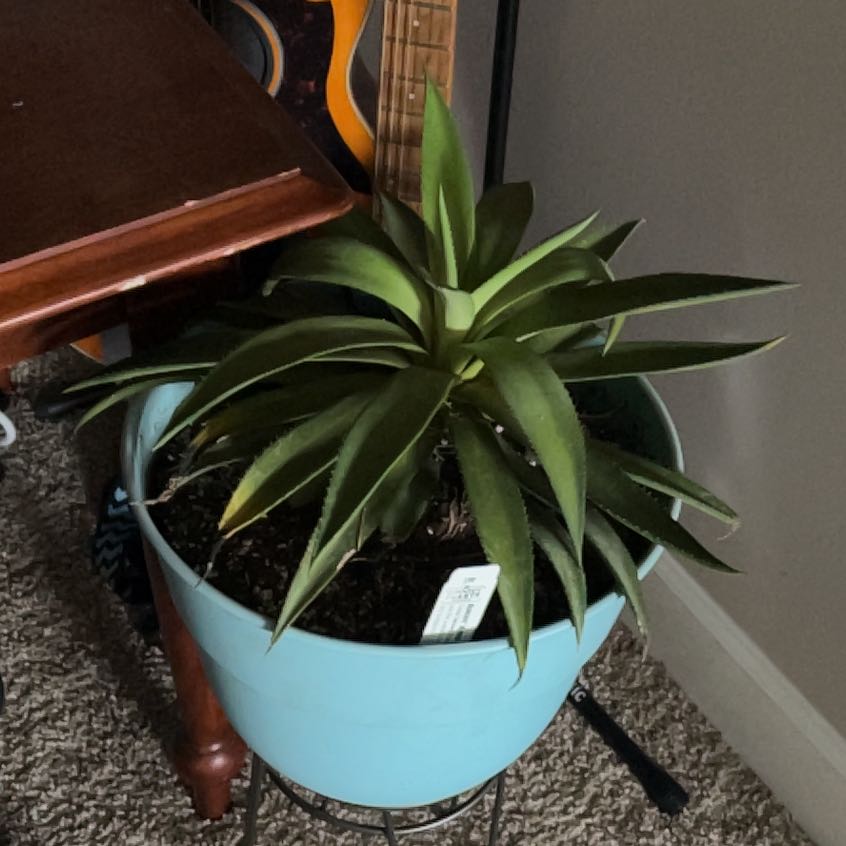 Photo of the plant species Mangave 'Mission to Mars' by @Jnglevibesjnkie named Gregor on Greg, the plant care app
