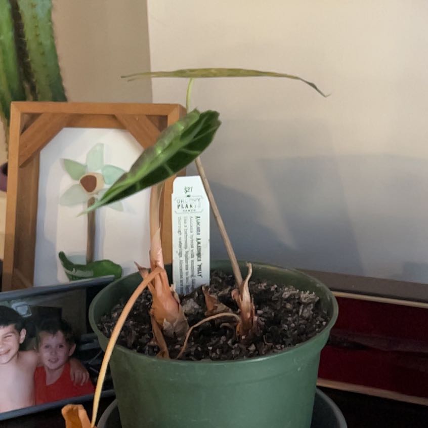 Photo of the plant species Alocasoia Amazonica 'Polly' by @Jnglevibesjnkie named Morgan Treeman on Greg, the plant care app