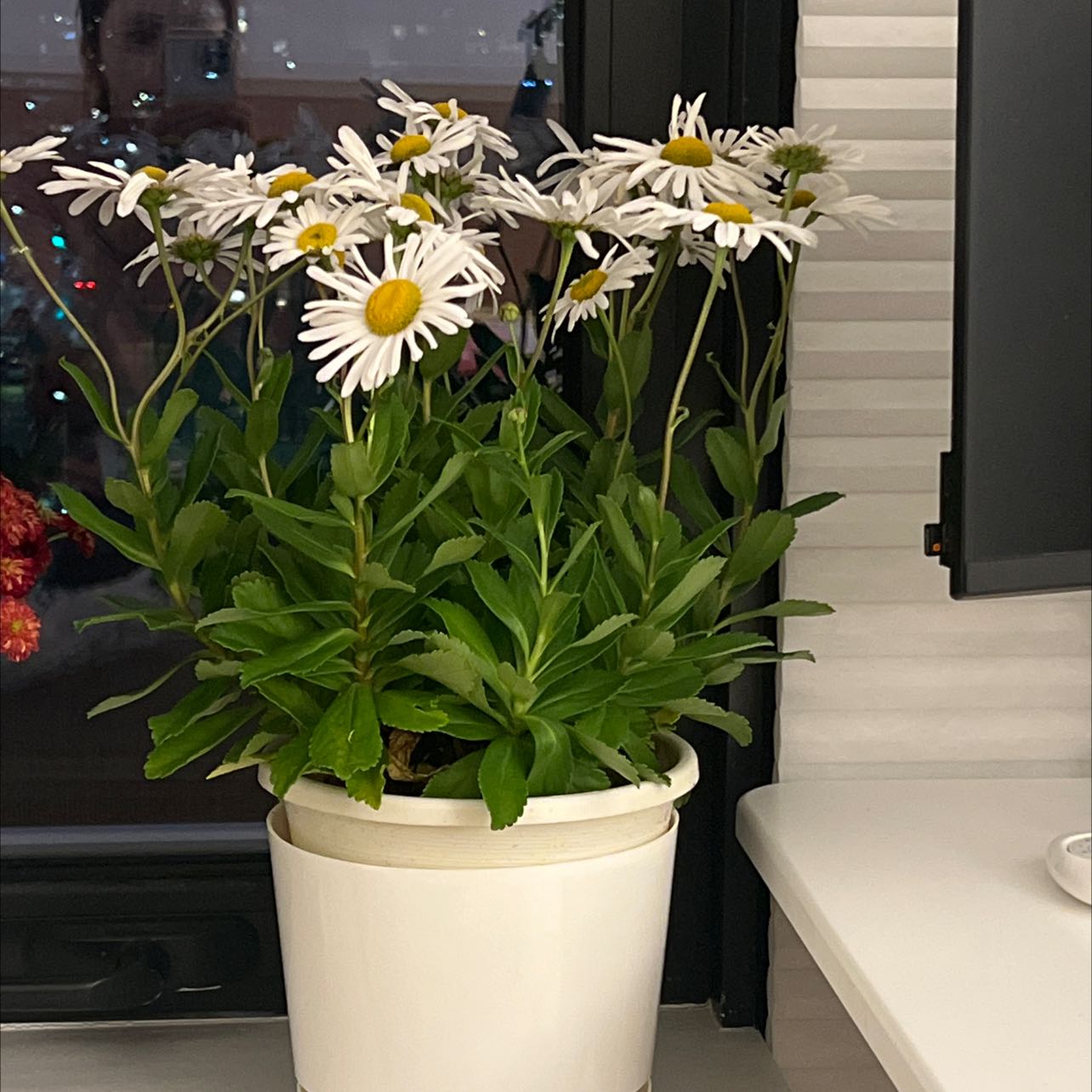 Photo of the plant species Montauk daisy by @AdeptCaladium named Your plant on Greg, the plant care app