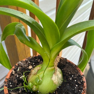 Pregnant Onion plant in Somewhere on Earth