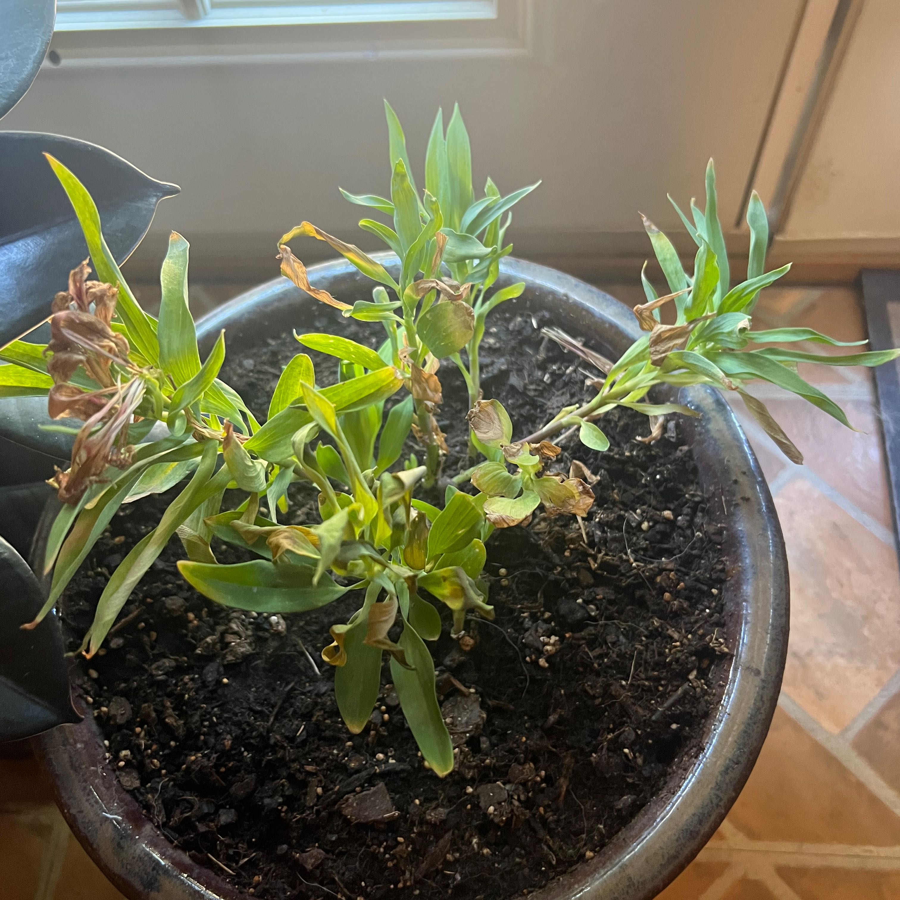 Potted Peruvian-Lily plant with some browning leaves, visible soil, indoors near a window.