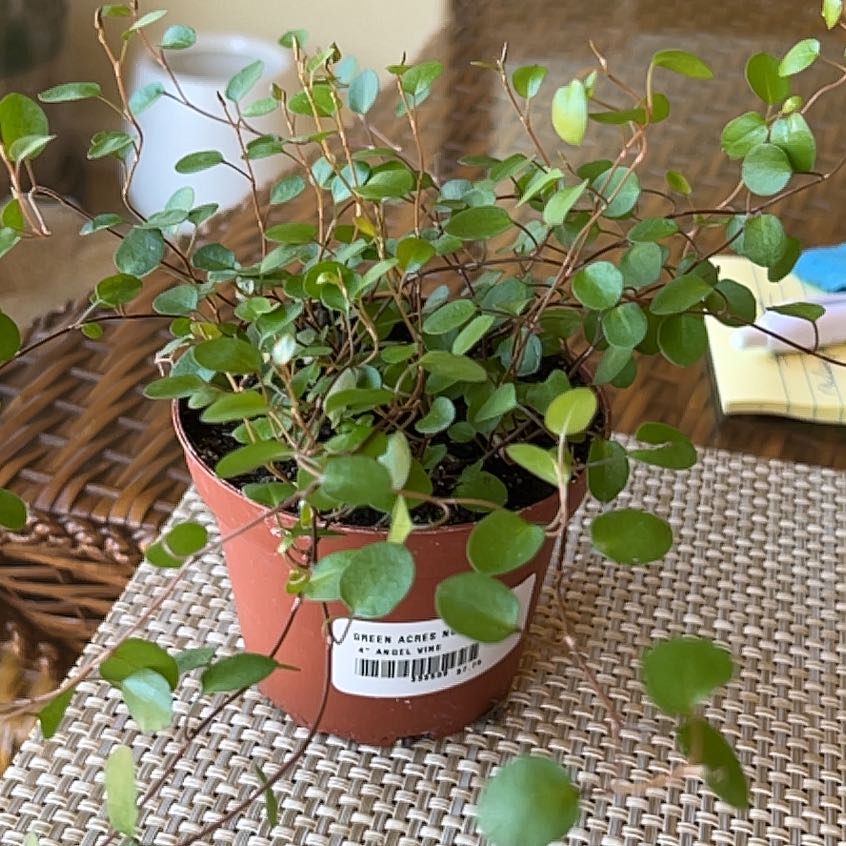 Maidenhair Vine in a small pot with green leaves, well-framed and in focus.