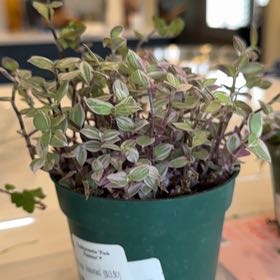 Photo of the plant species Tradescantia Pink Panther by @Libertad68 named Maya on Greg, the plant care app