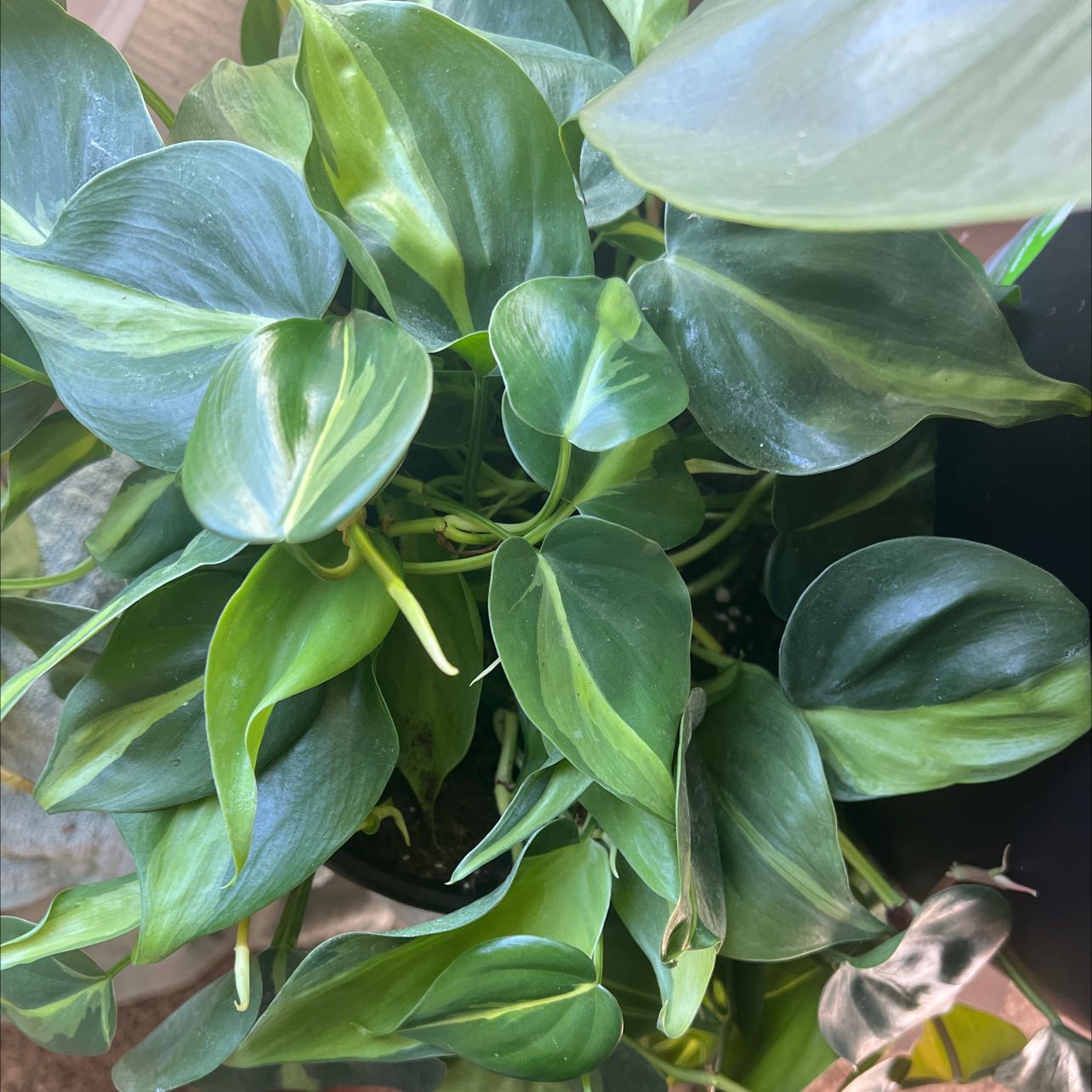 Healthy Brazil Philodendron with vibrant green leaves and characteristic variegation.