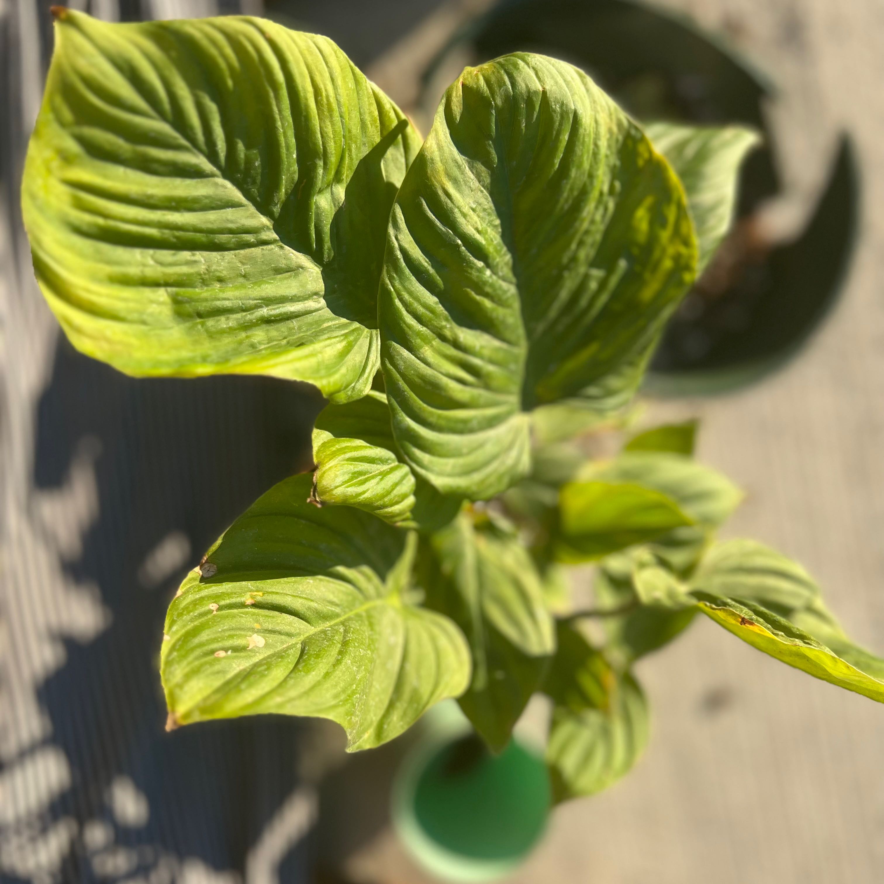 Philodendron nangaritense plant with large green leaves, minor discoloration.