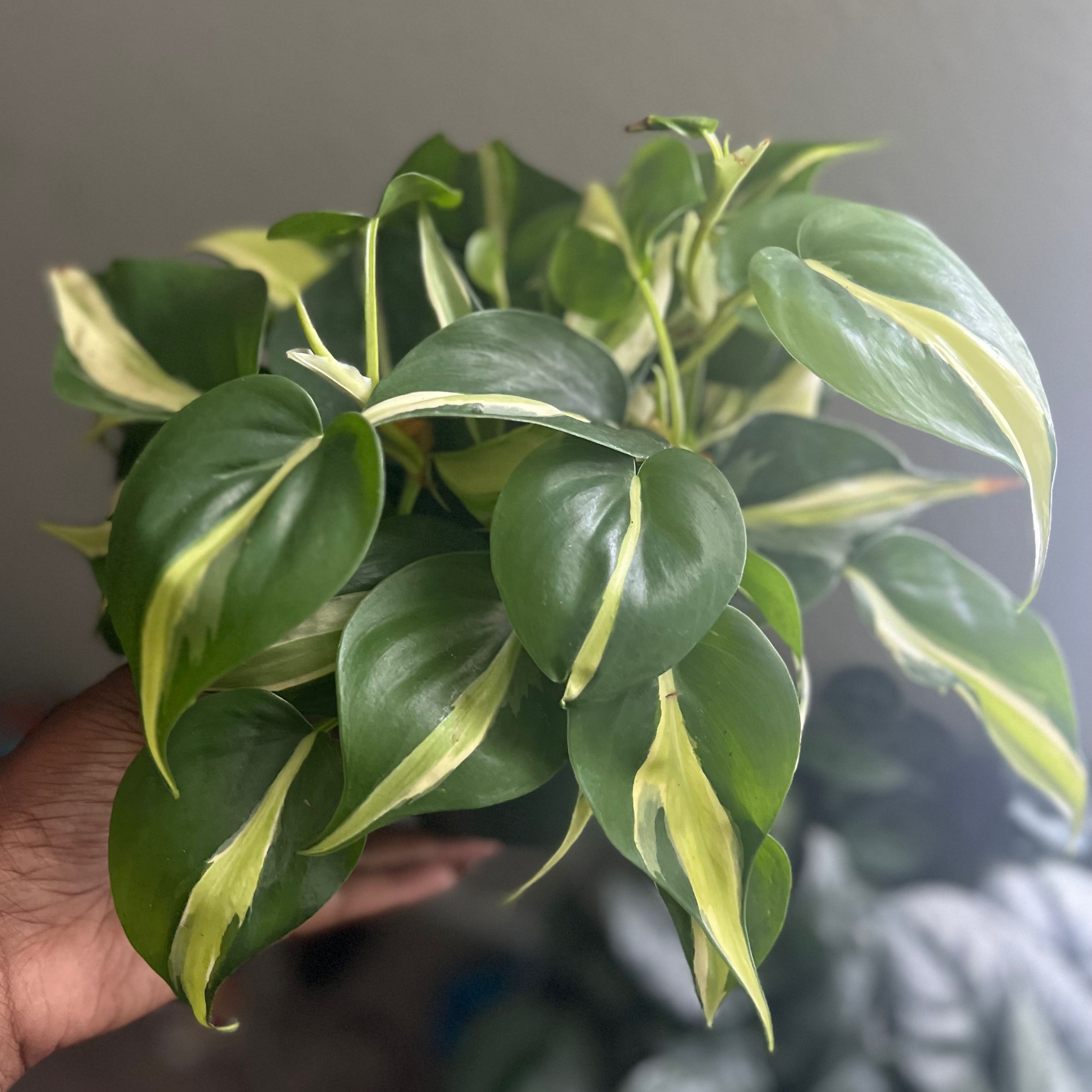 Silver Stripe Philodendron with vibrant green leaves and silver stripes, held by a hand.