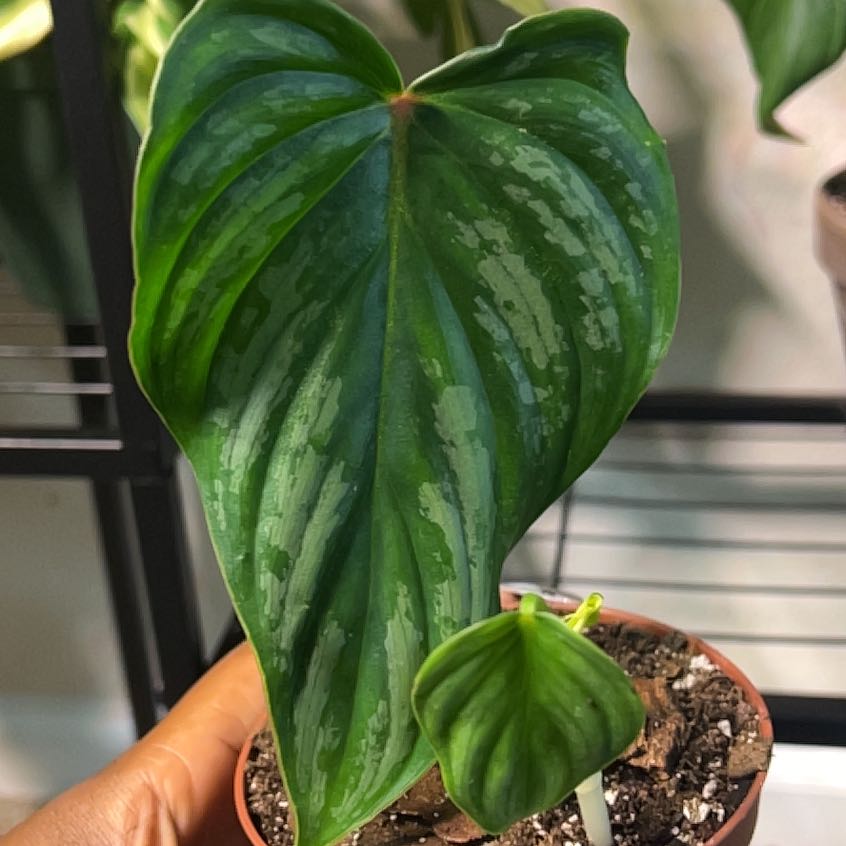 Philodendron mamei plant with healthy green leaves and silver markings in a pot.