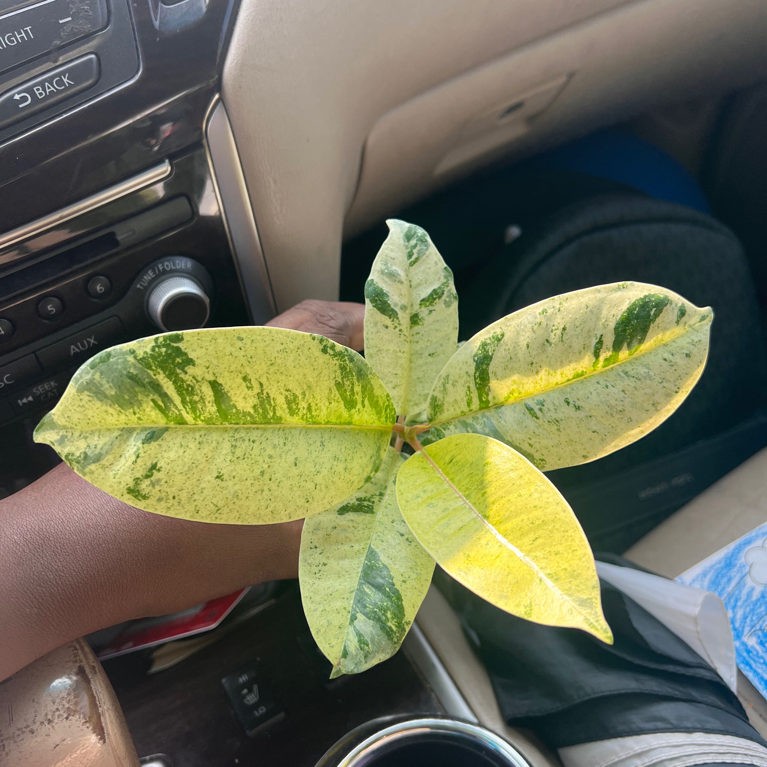 Ficus elastica 'Shivereana' plant with variegated leaves showing yellowing and browning, held by a hand in a car.