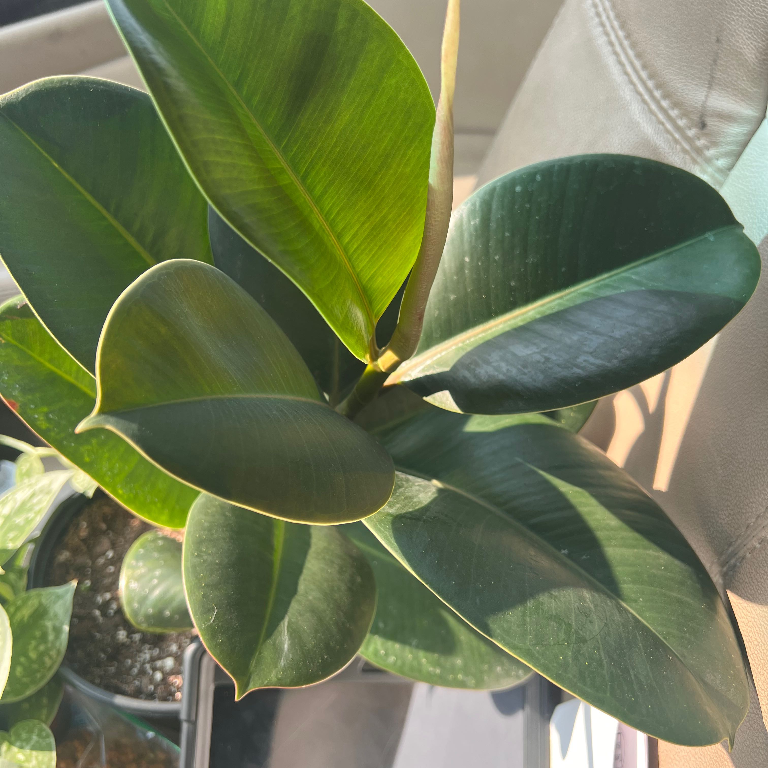 Ficus Robusta plant with healthy, glossy green leaves.
