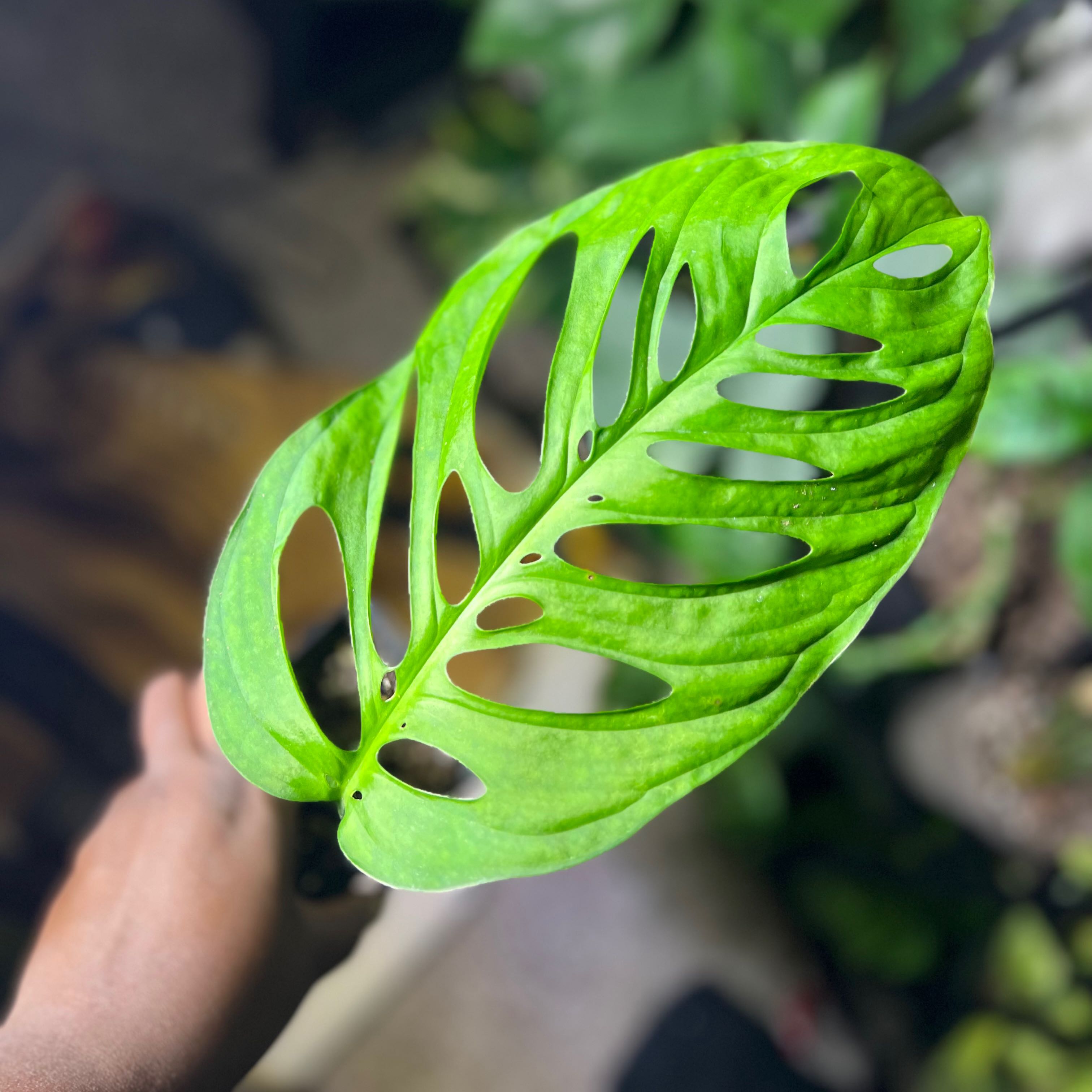Close-up of a healthy Monstera esqueleto leaf with characteristic fenestrations.