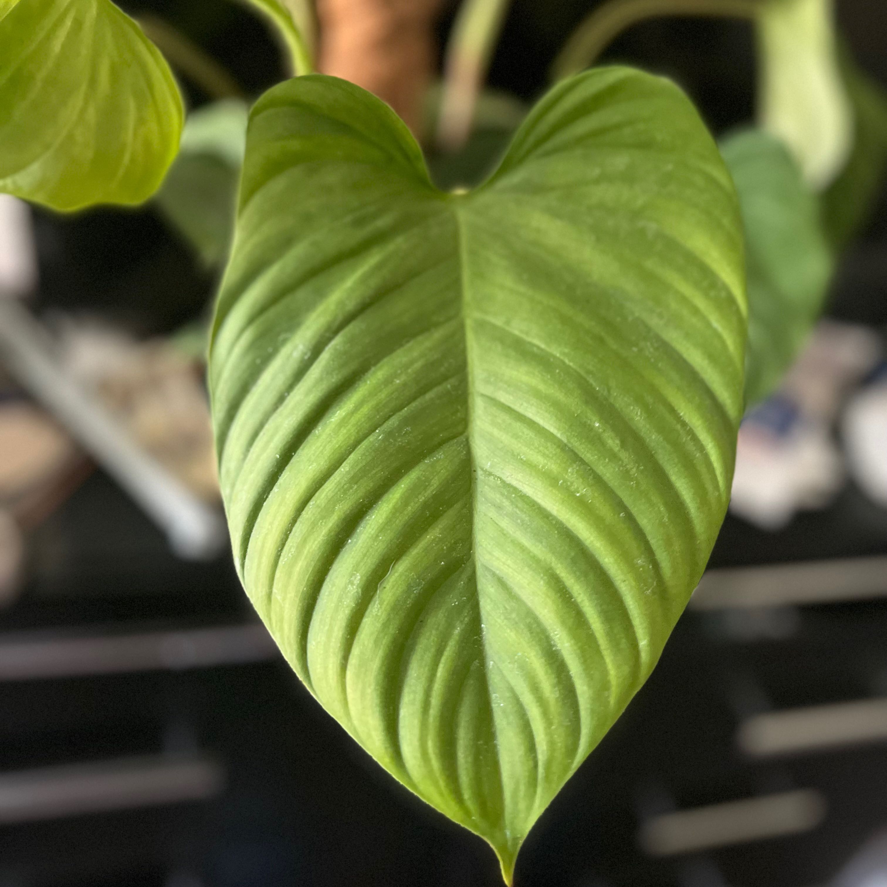 Close-up of a healthy Philodendron nangaritense leaf.