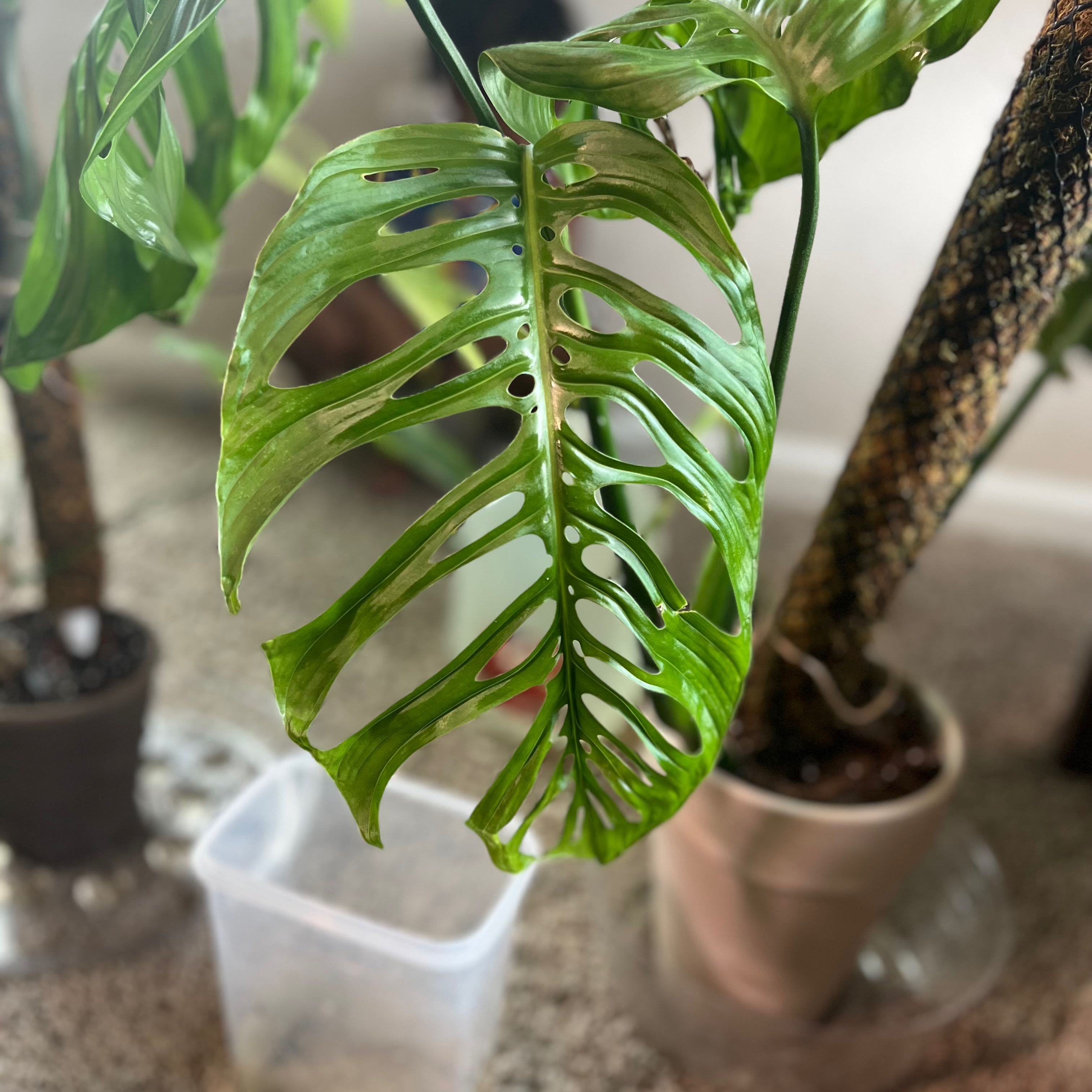 Monstera esqueleto plant with fenestrated leaves in a pot. Minor yellowing and browning visible.