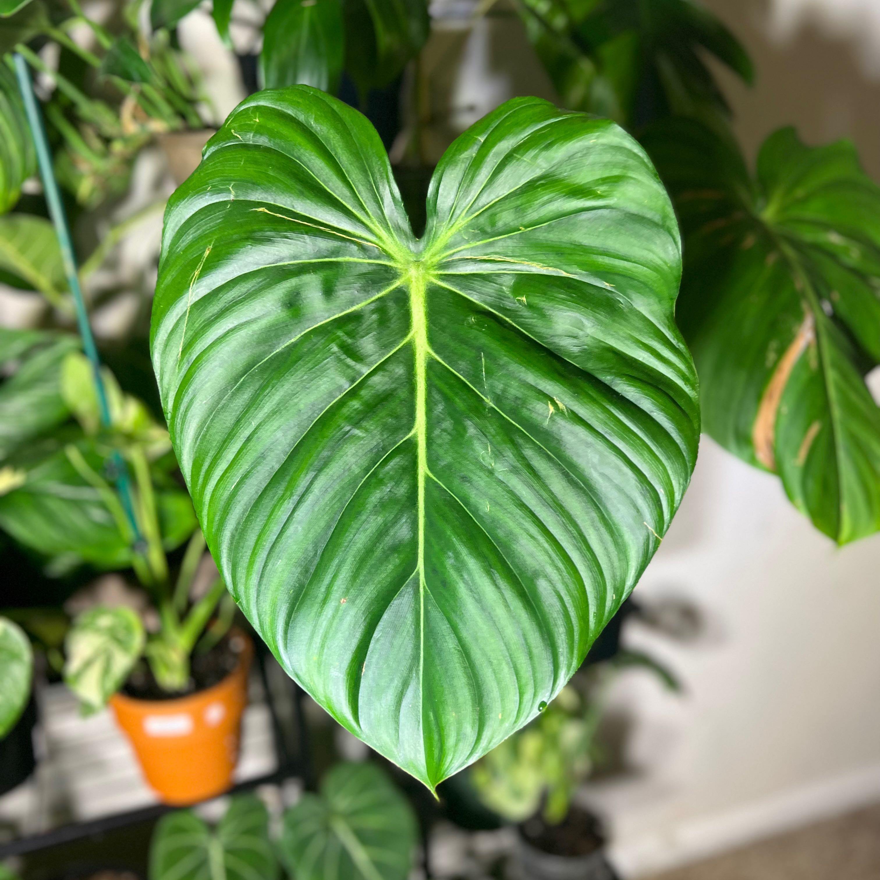 Philodendron 'McDowell' with large, healthy green leaves.