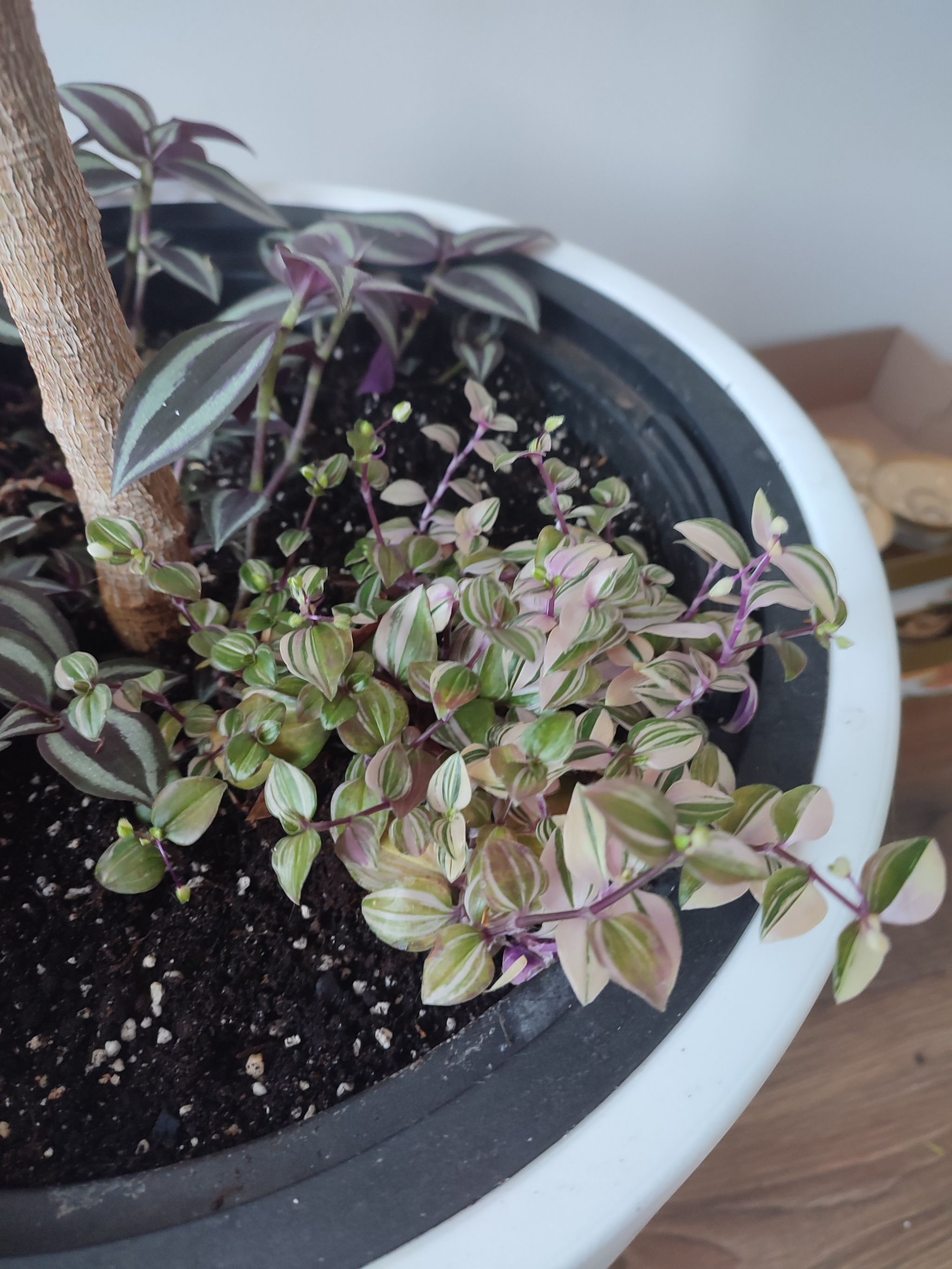 Tradescantia Quadricolor plant in a pot with vibrant, variegated leaves.