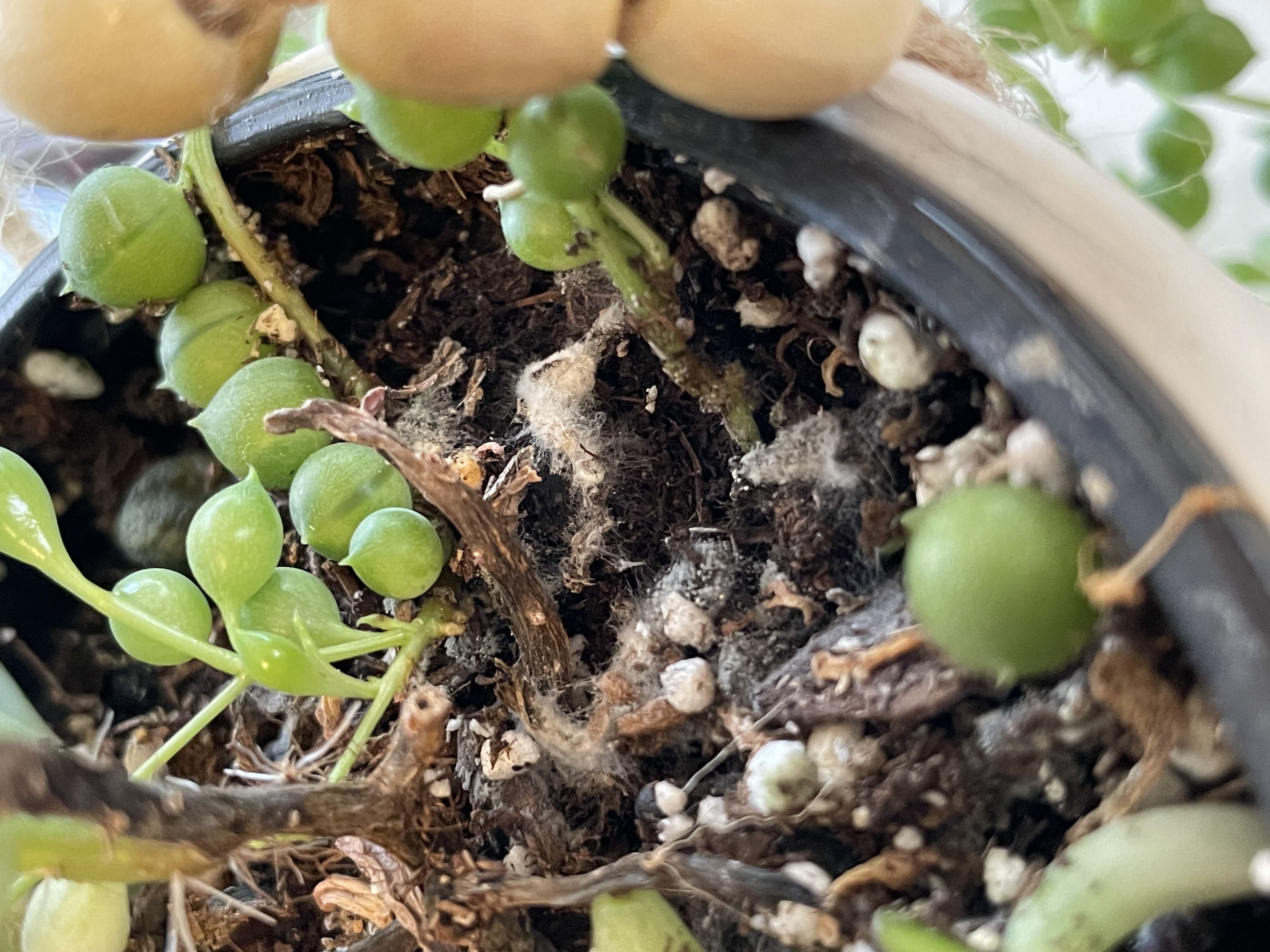 Bug or mold on my String of Pearls?