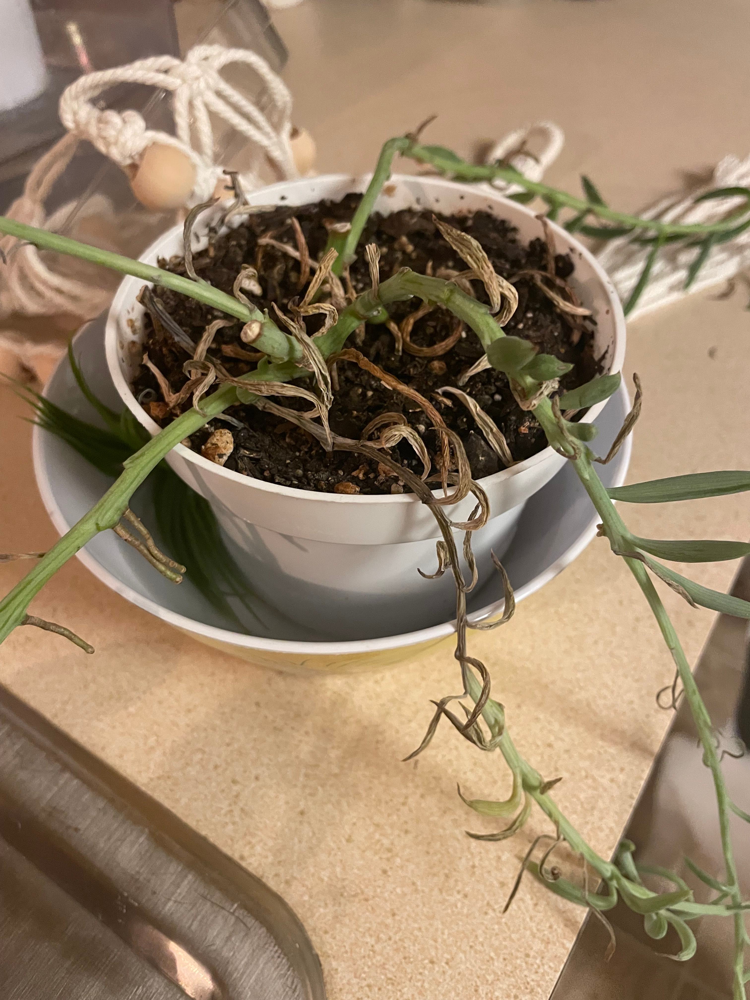 String of Fish Hooks Plant Care Water, Light, Nutrients Greg App 🌱