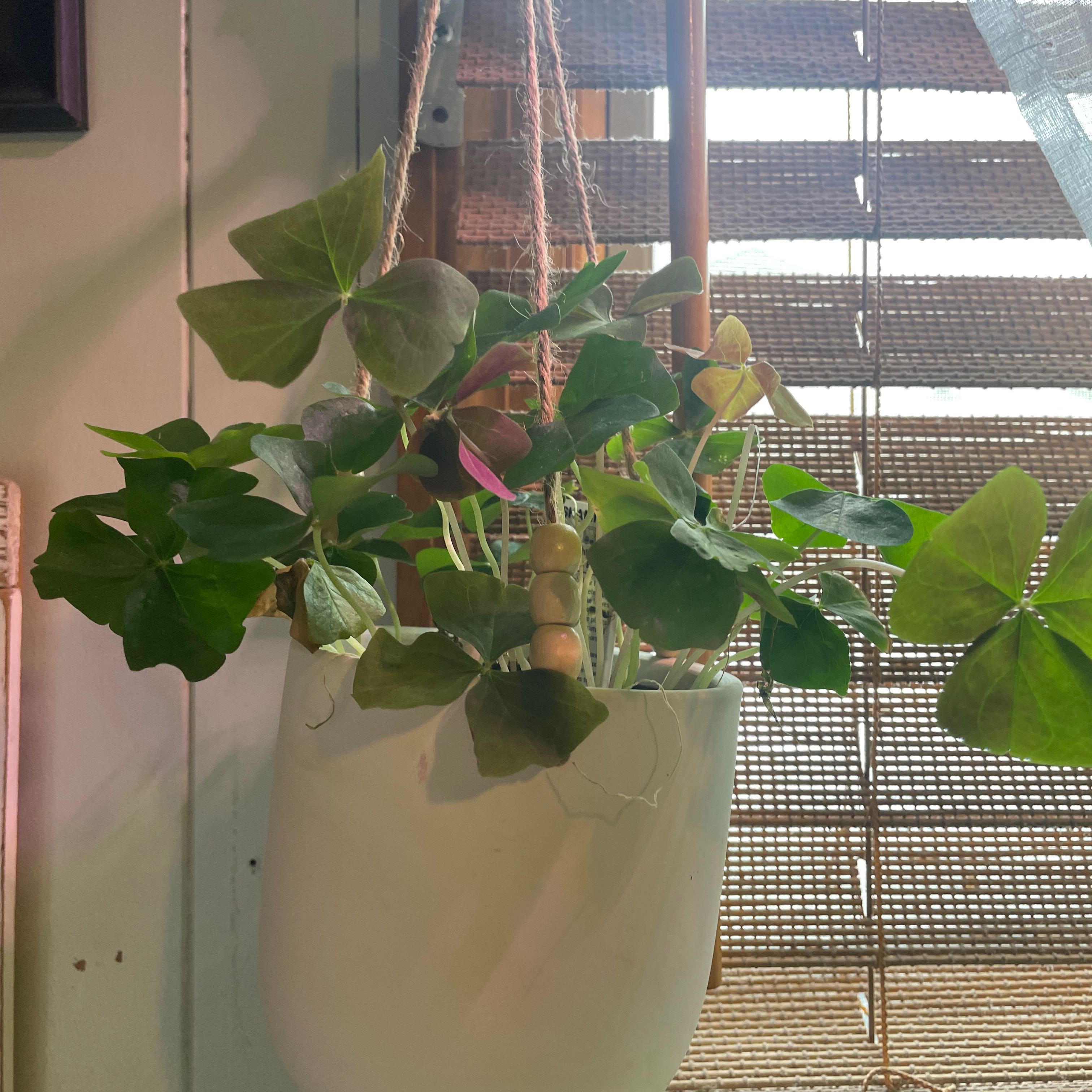 Hanging potted Shamrock plant near a window with some yellowing and browning leaves.