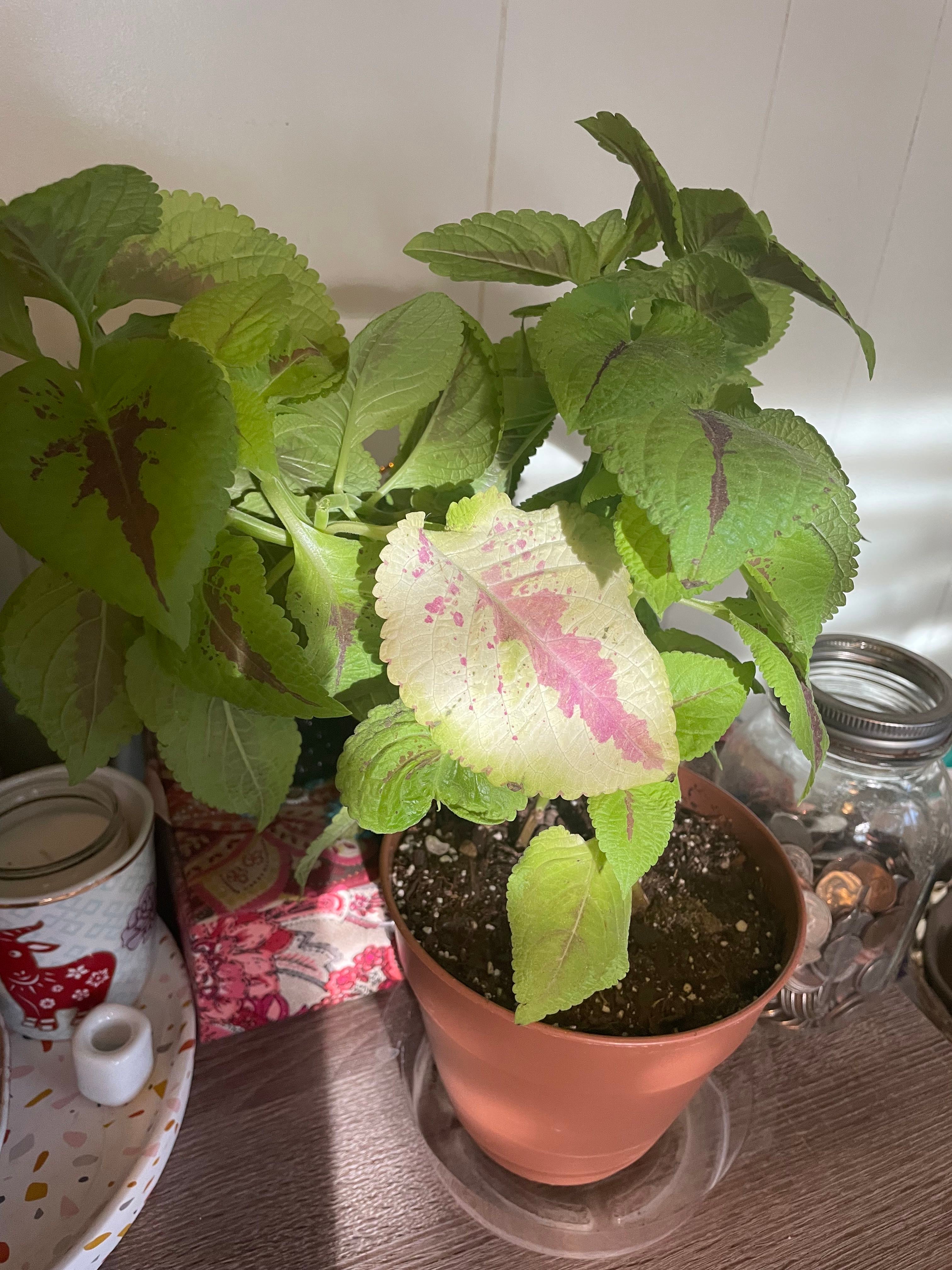 Coleus Plant Care: Water, Light, Nutrients | Greg App 🌱