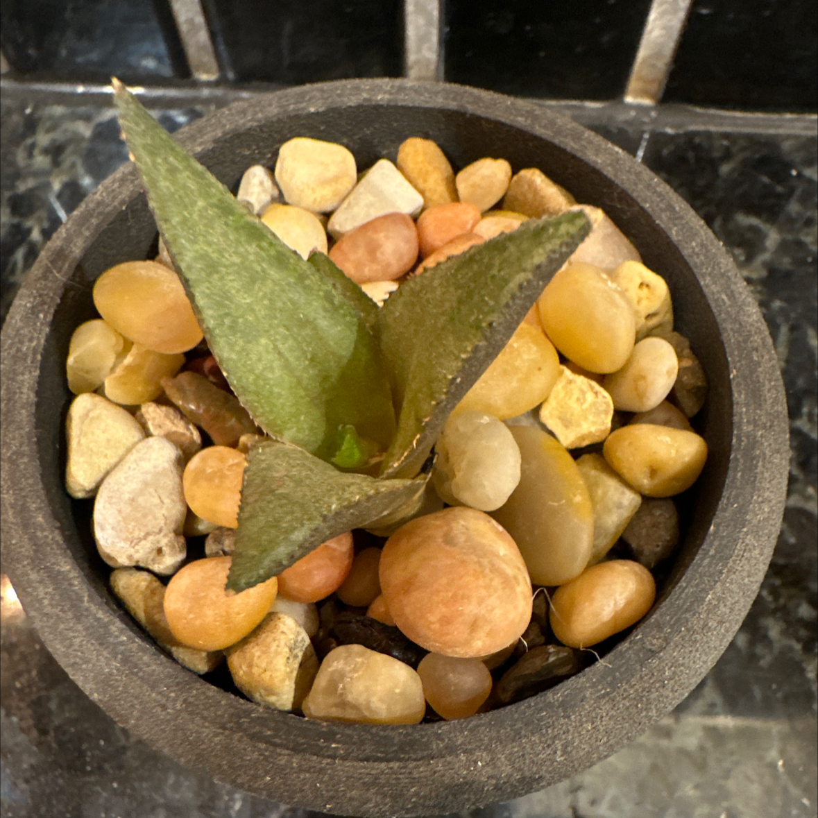 Veined Haworthia plant in a pot with pebbles, showing some browning on leaves.