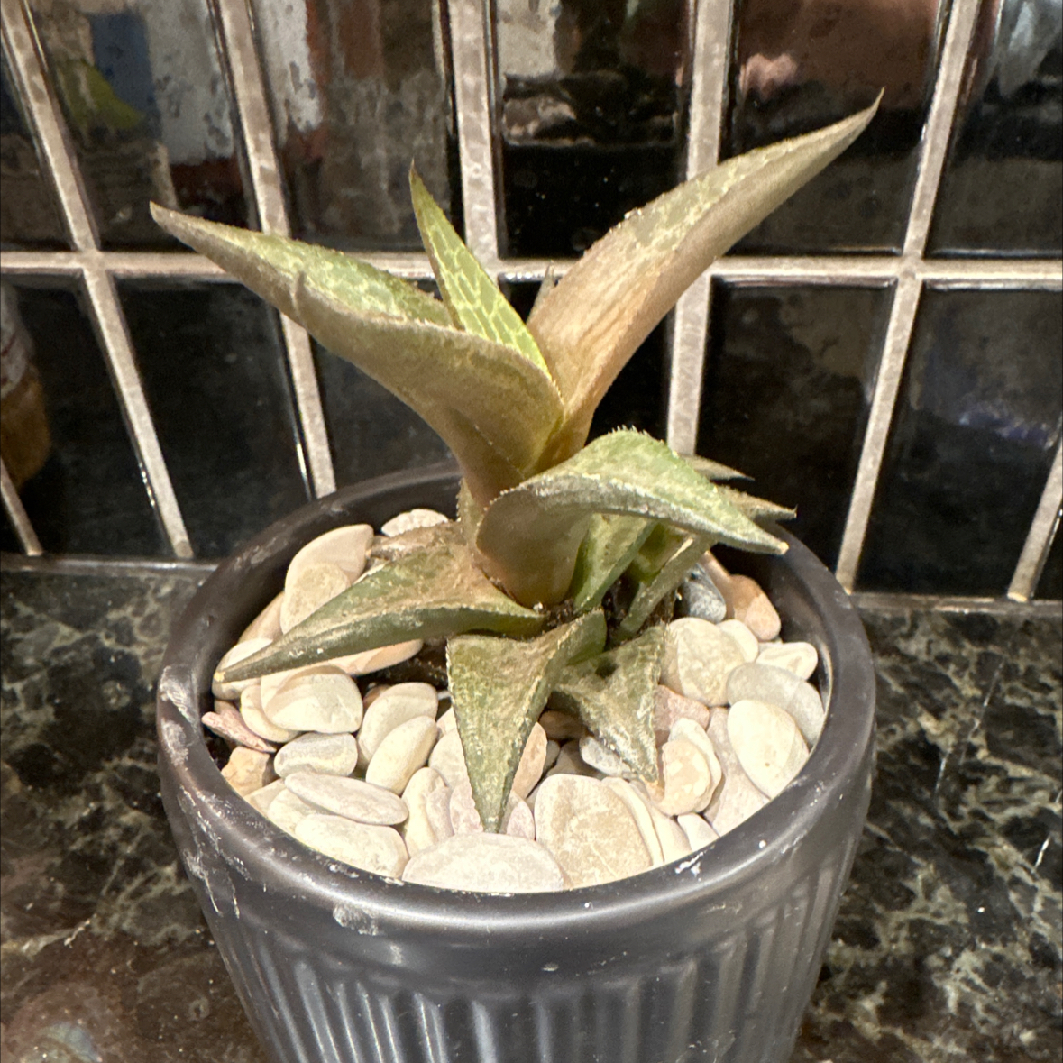 Photo of the plant species Veined Haworthia by @jataimanglo named Tess on Greg, the plant care app