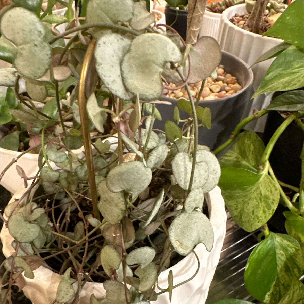 Photo of the plant species String of Hearts, varigated by @jataimanglo named Melinda on Greg, the plant care app