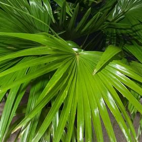 Photo of the plant species Florida Thatch Palm by @ImpeccantAnahaw named Treeyoncé on Greg, the plant care app