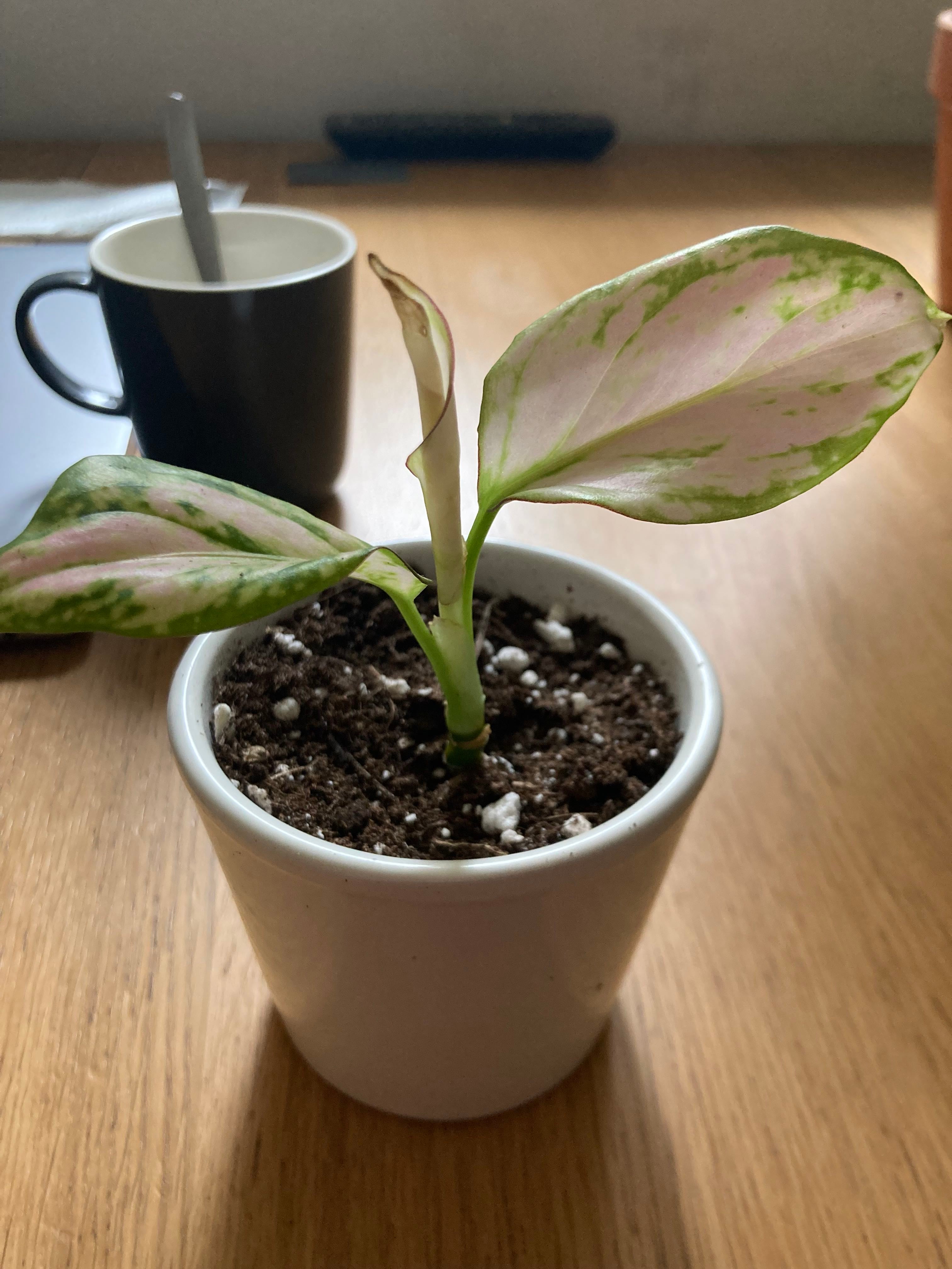 🌹 Why Aglaonema 'Red Zircon' Is A Perennial Plant