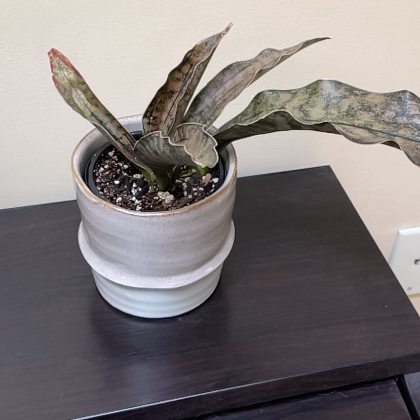 Photo of the plant species Coppertone Snake Plant by @CommonplaceBook named Coppertone on Greg, the plant care app