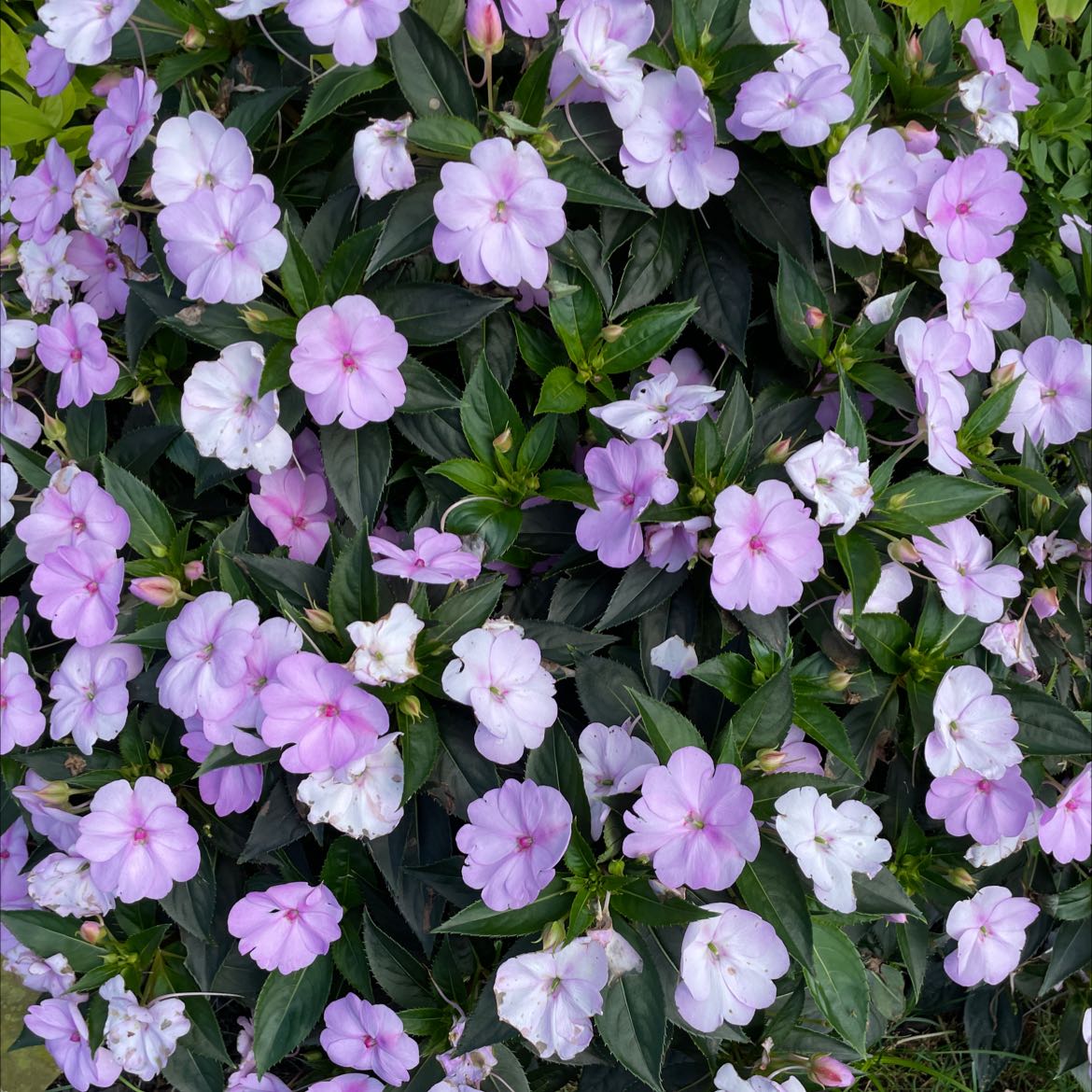 New Guinea Impatiens with numerous pink flowers and dark green leaves.
