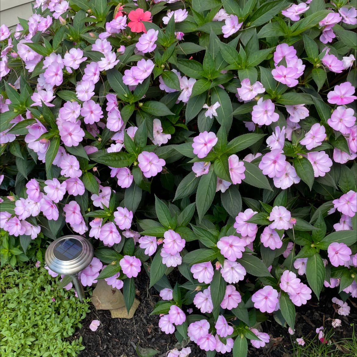 Why Are There Black Spots on My New Guinea Impatiens Leaves?