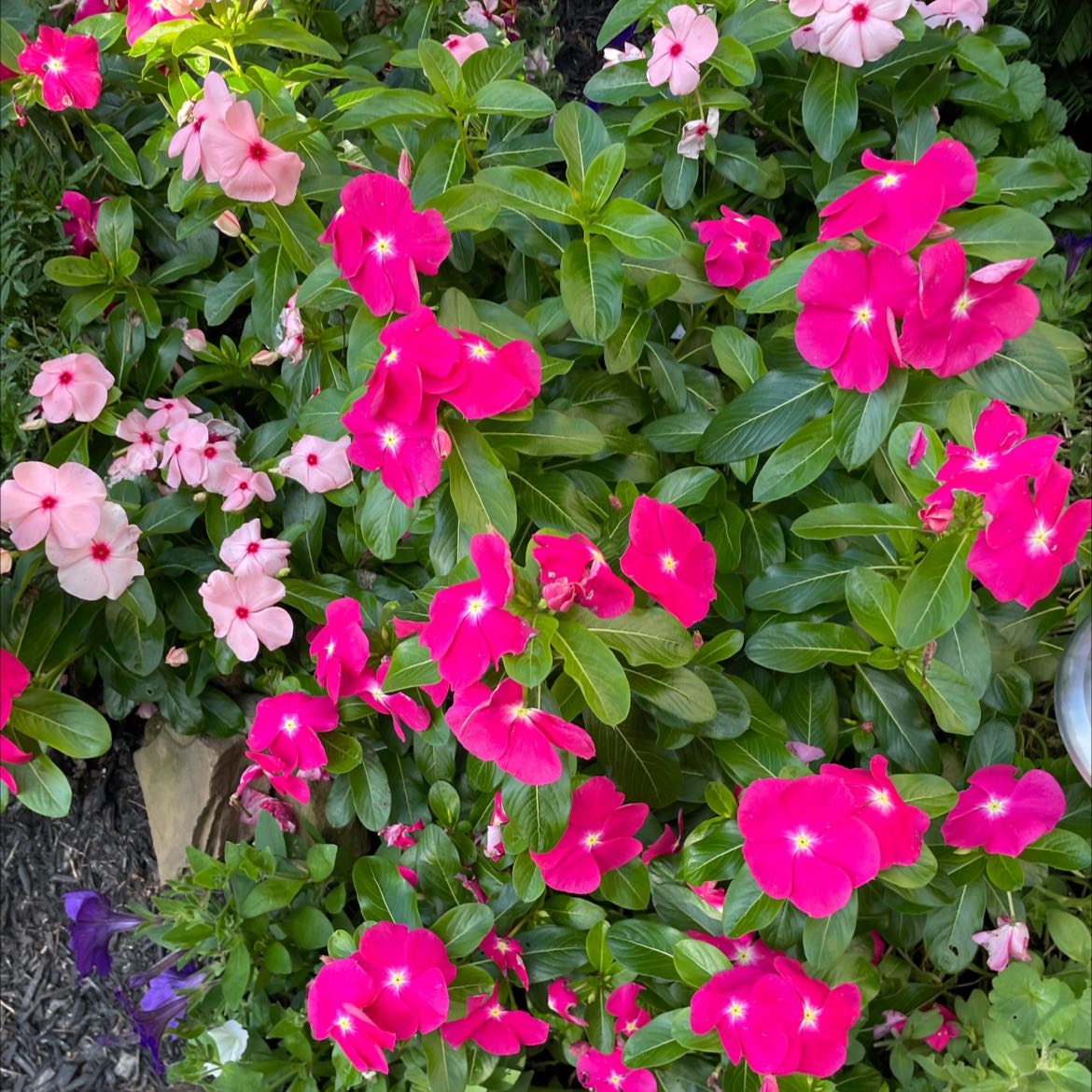 Bright Eyes plant with vibrant pink flowers and healthy green leaves.