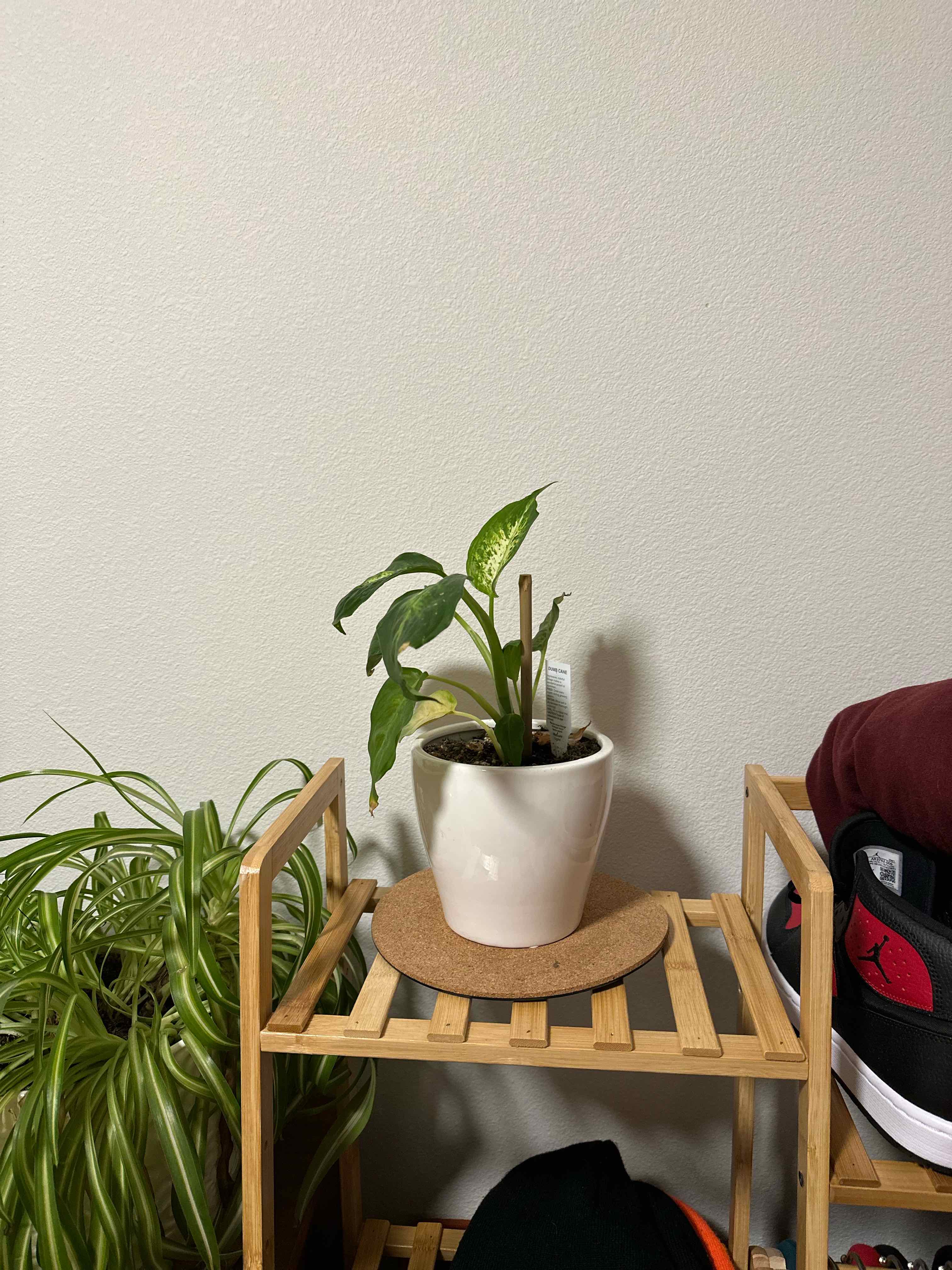 Potted Dumb Cane 'Tiki' plant on a wooden stand, appears healthy.