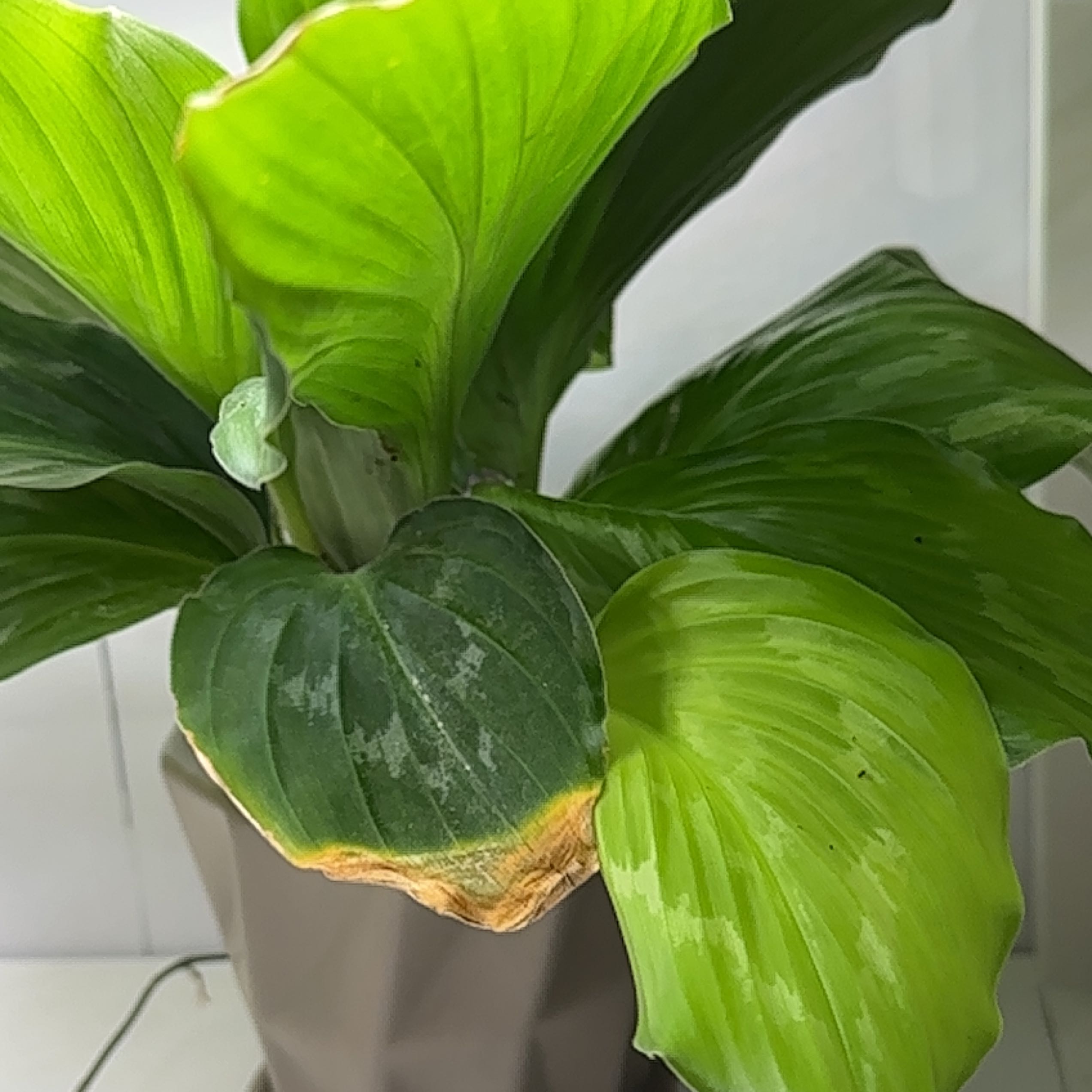 Photo of the plant species Silver spot by @nnanja named Eva on Greg, the plant care app