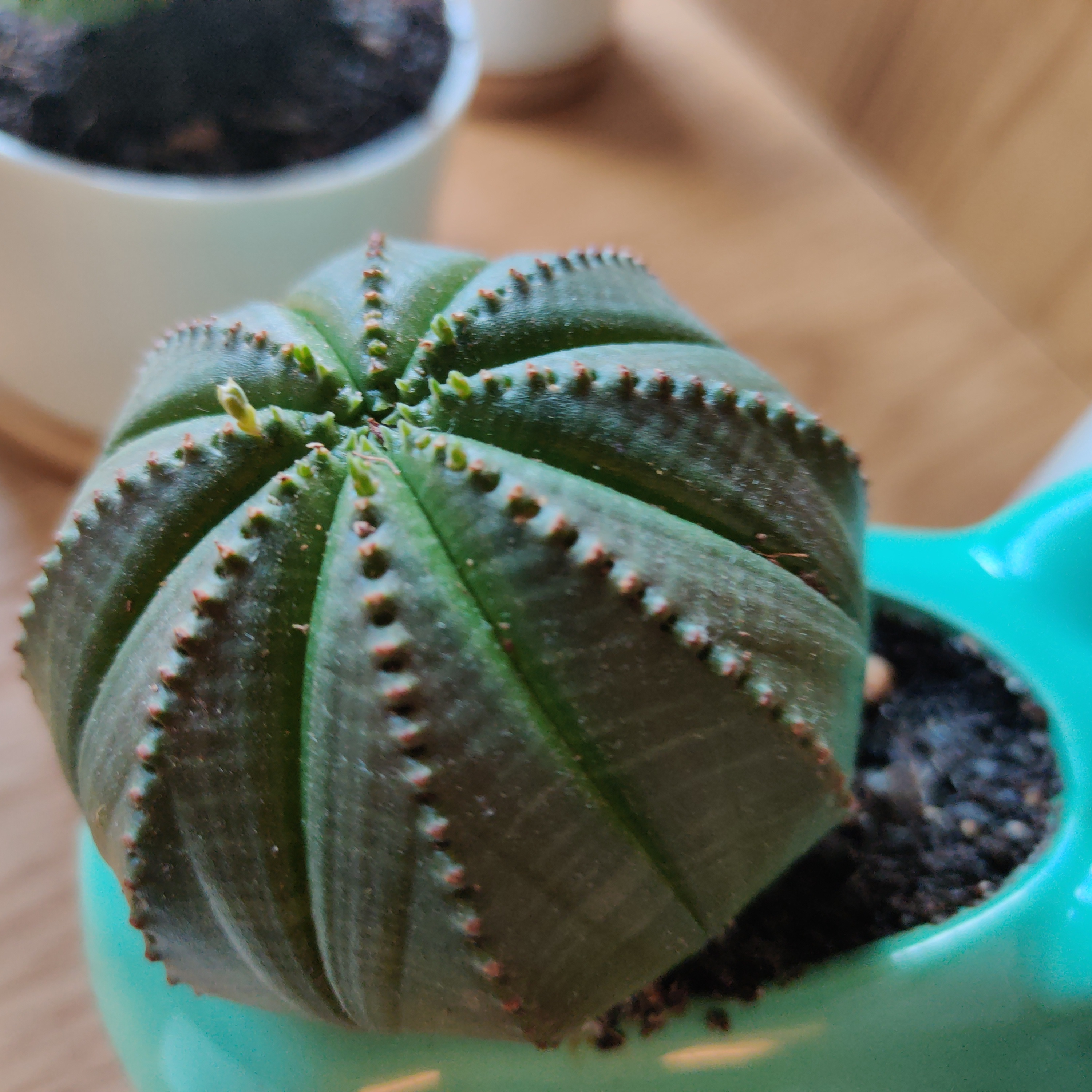 Baseball Plant (Euphorbia obesa) in a pot, healthy and well-framed.